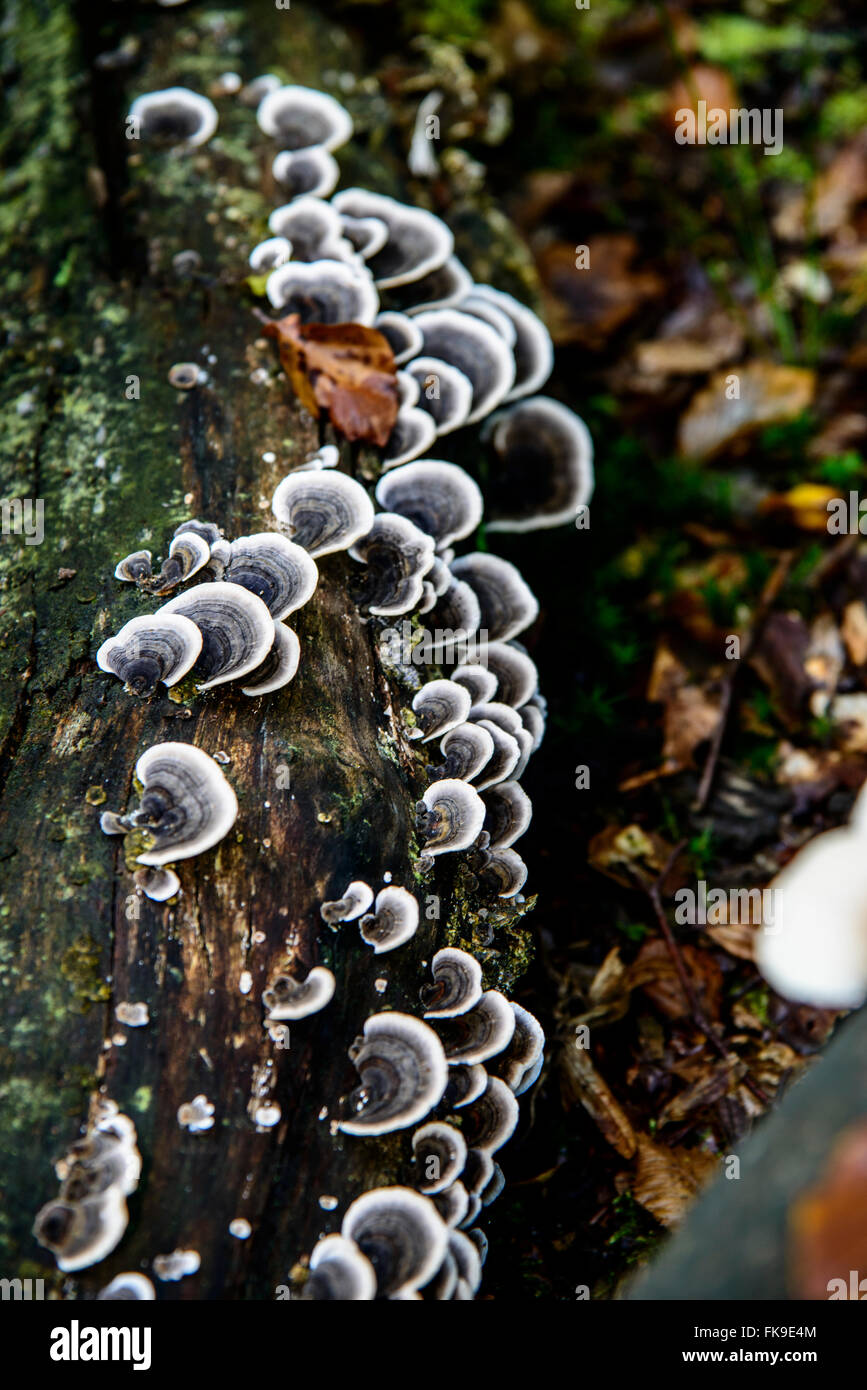 Fungi on the forest floor Stock Photo - Alamy