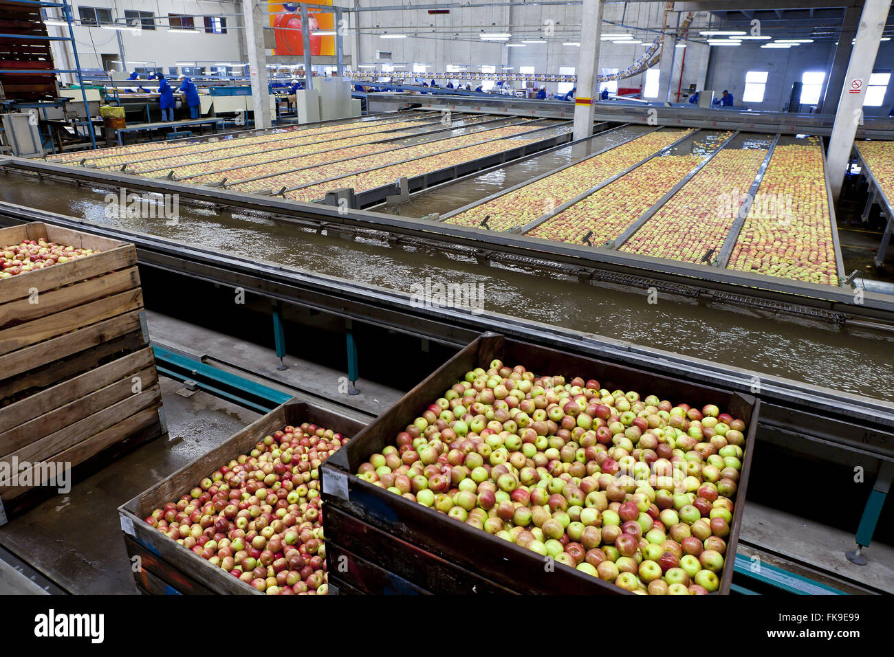 Processing and cleaning stretchers market packing house Stock Photo