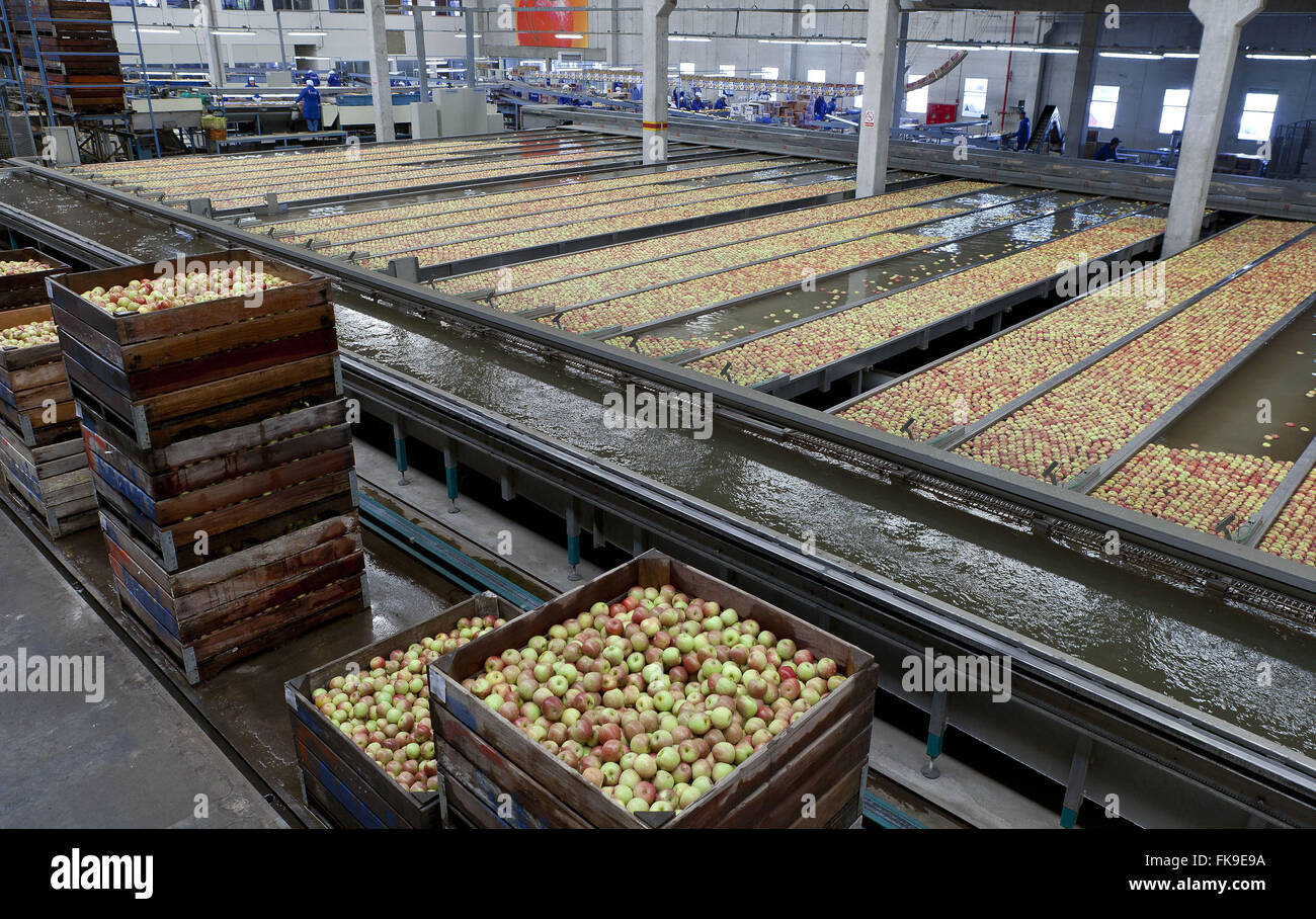 Apple processing south america hires stock photography and images Alamy