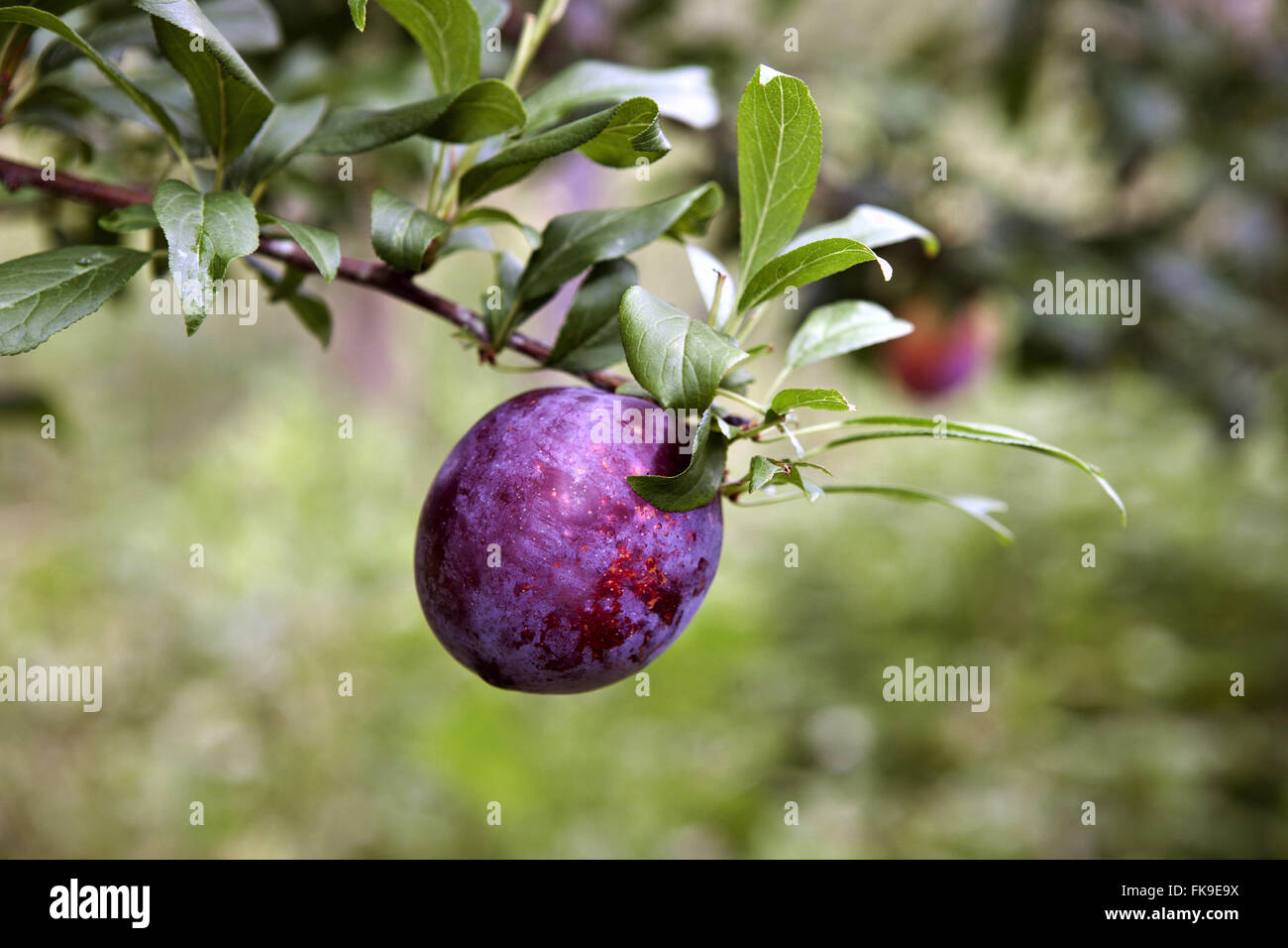 Plantation of plums in the rural town of ItaiÛpolis Stock Photo