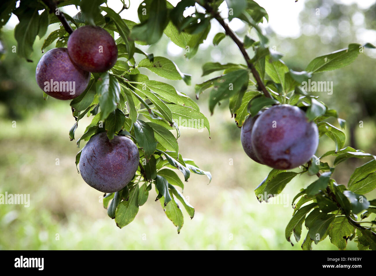 Plantation of plums in the rural town of ItaiÛpolis Stock Photo
