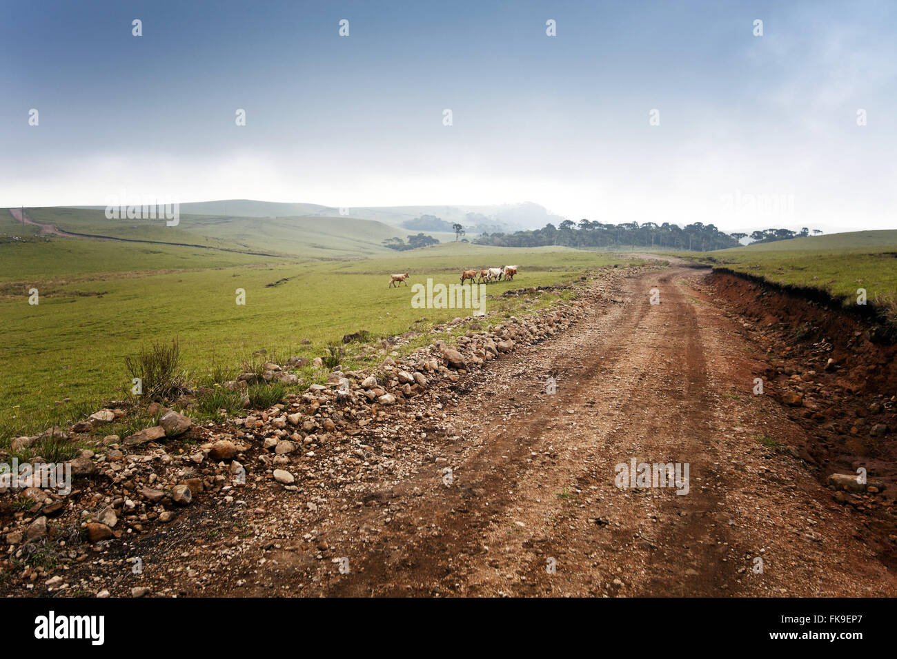 Cattle paddock dirt hi-res stock photography and images - Alamy