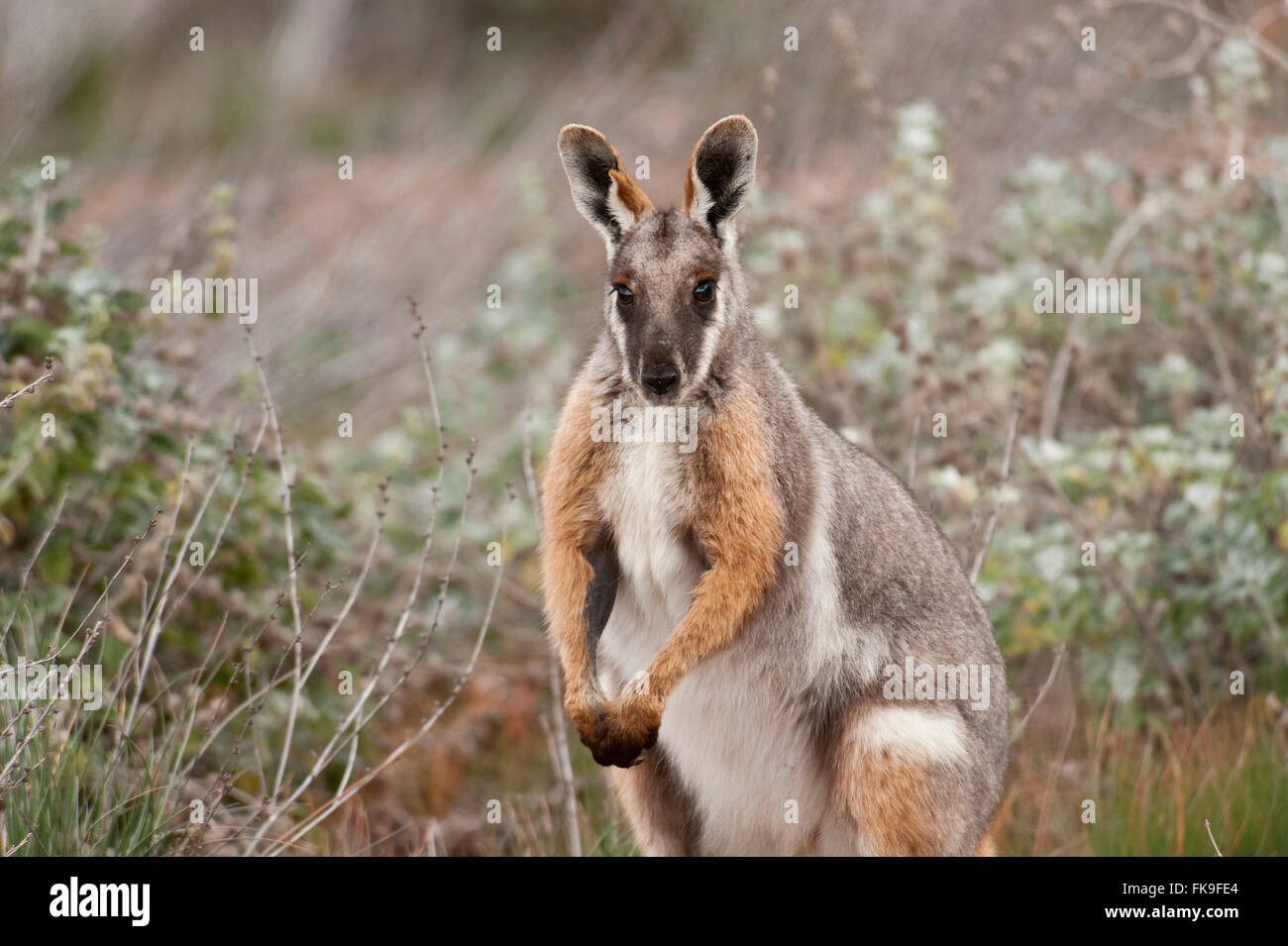 Yellow-footed Rock-wallaby (Petrogale xanthopus) found in several areas of the Lake Eyre Basin. It is a member of the macropod f Stock Photo