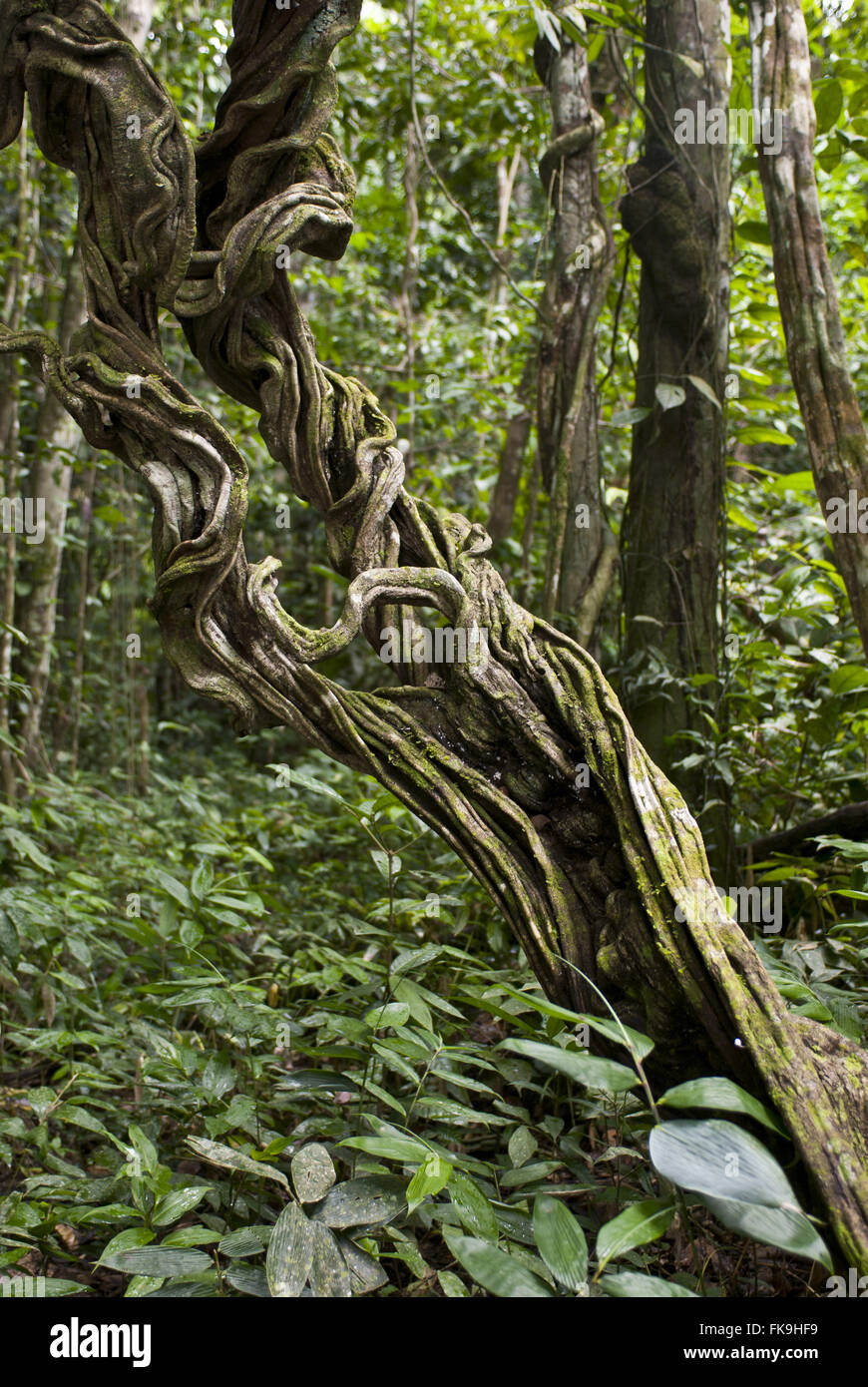 von beliebten Artikeln bis hin zu neuen Artikeln! Detail of the region Alto Amazon Solimoes in Alamy the - forest Photo - cipo Stock