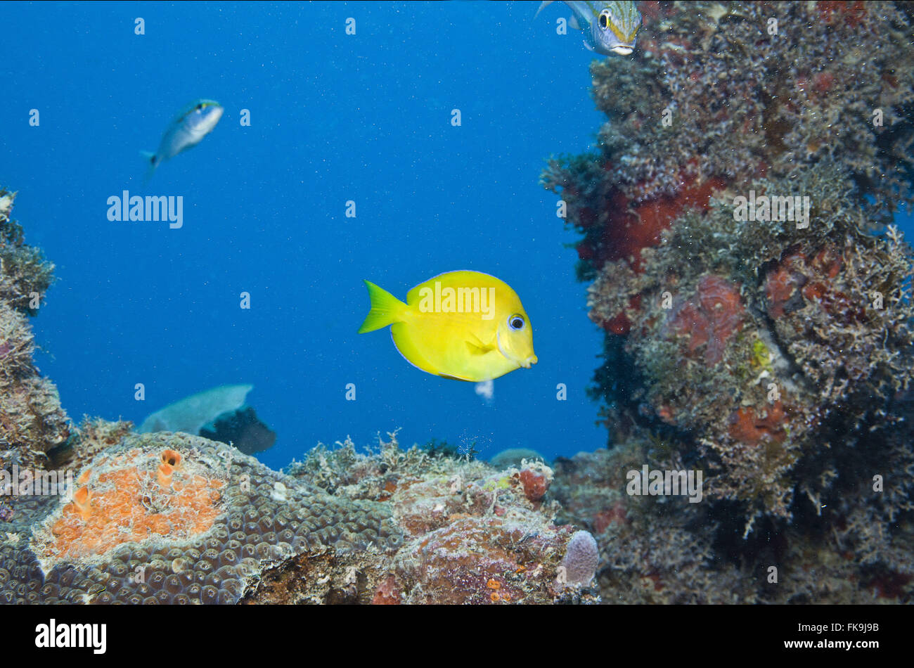 Undersea life in Abrolhos archipelago Stock Photo