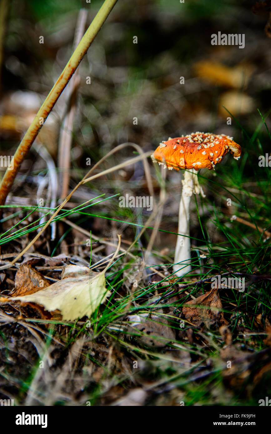 Fungi on the forest floor Stock Photo