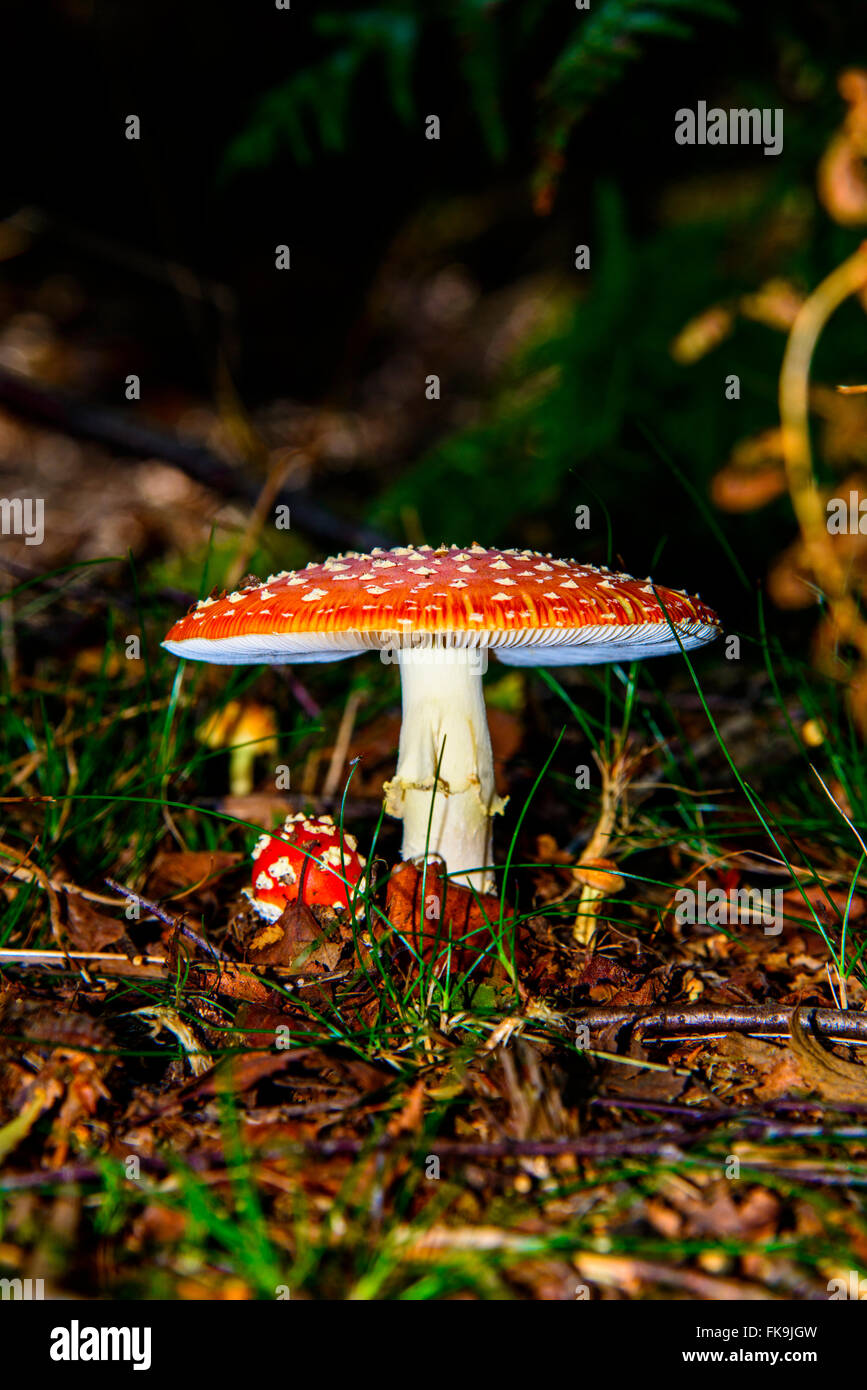 Fungi / mushroom on the forest floor sheltering its younger sibling Stock Photo