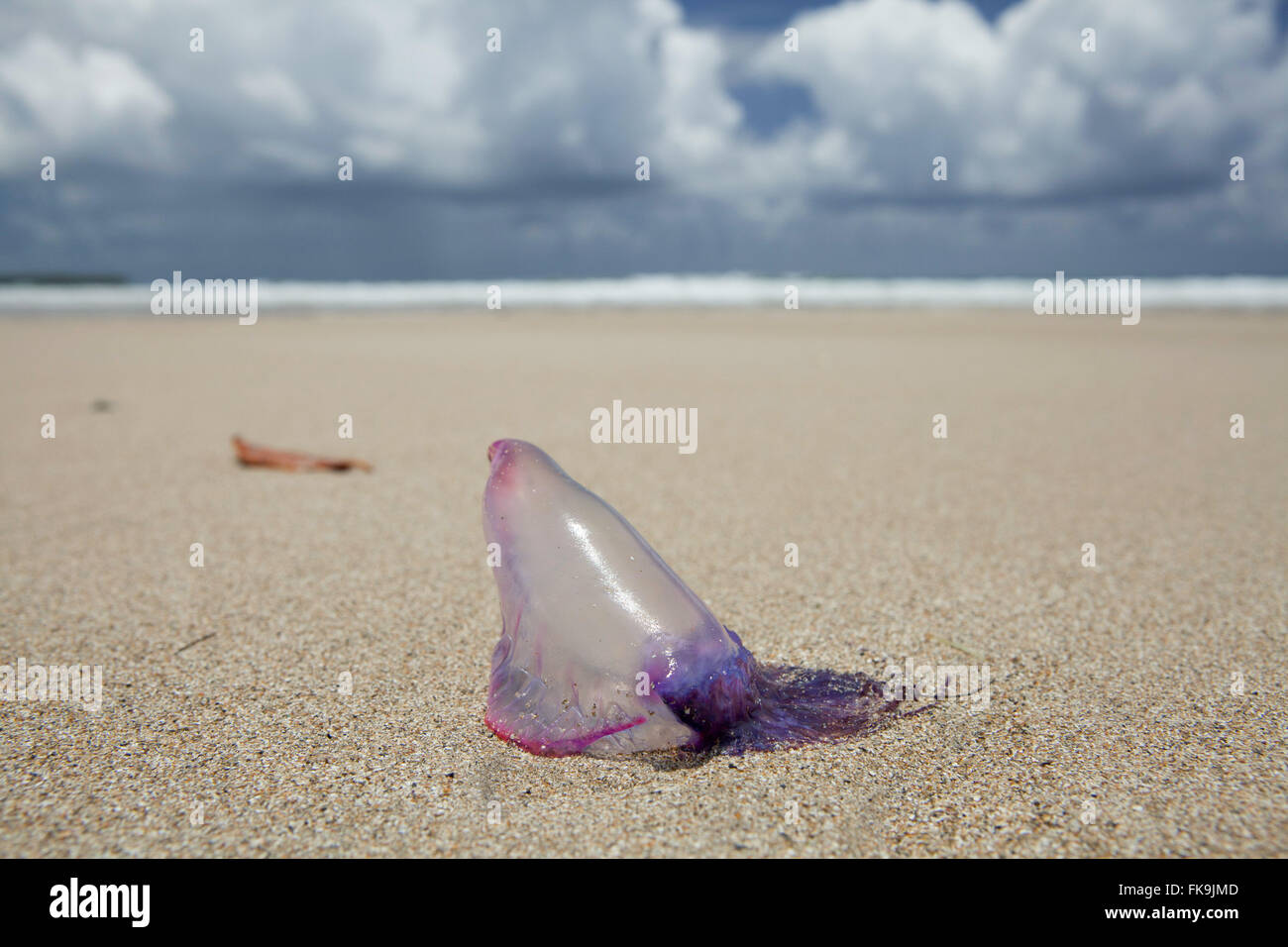 Jellyfish - velella Velella - Beach Bainema - Boipeba - Archipelago Tinhare Stock Photo