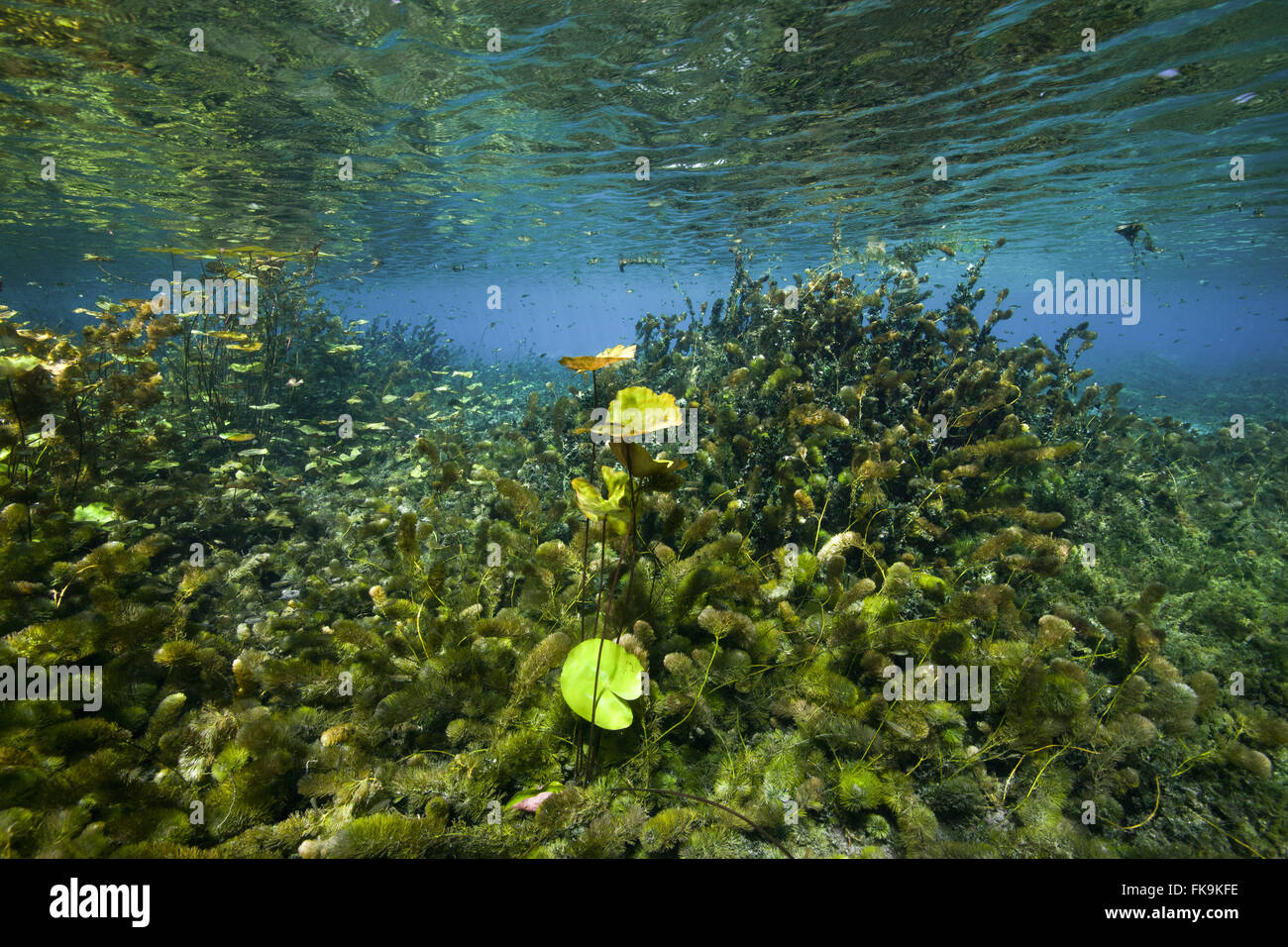 Underwater vegetation hi-res stock photography and images - Alamy