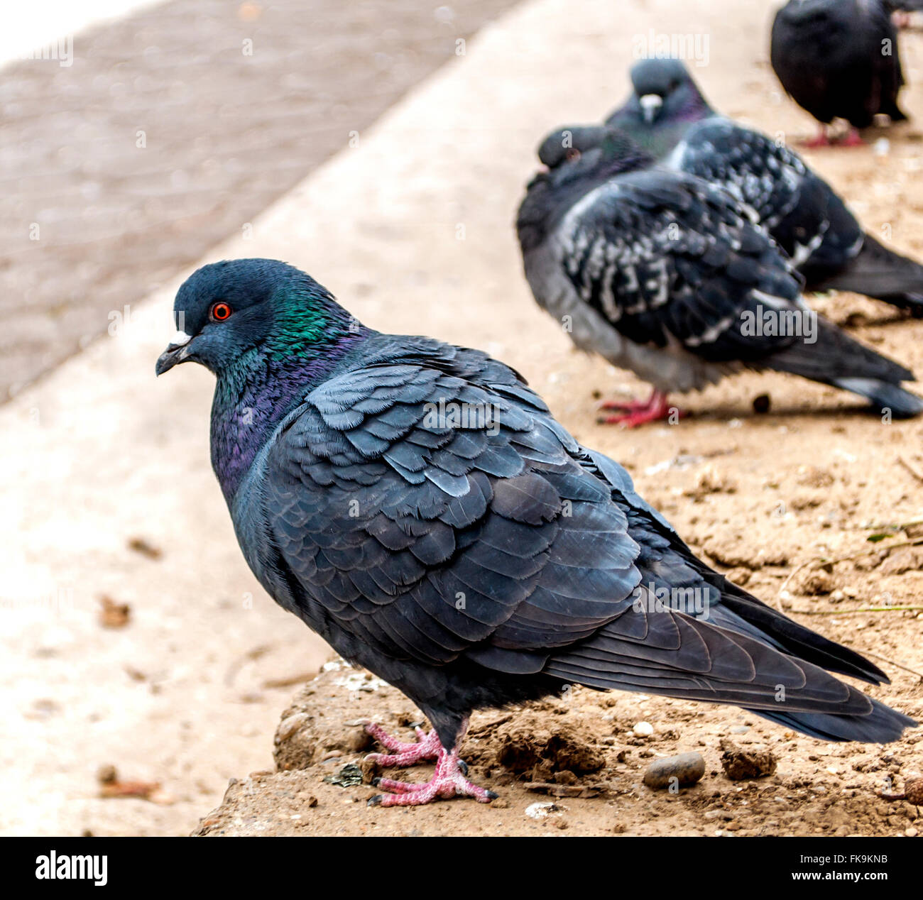 Pigeon close up Stock Photo Alamy