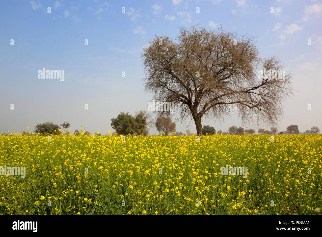 Mustard Tree Stock Photos & Mustard Tree Stock Images Alamy