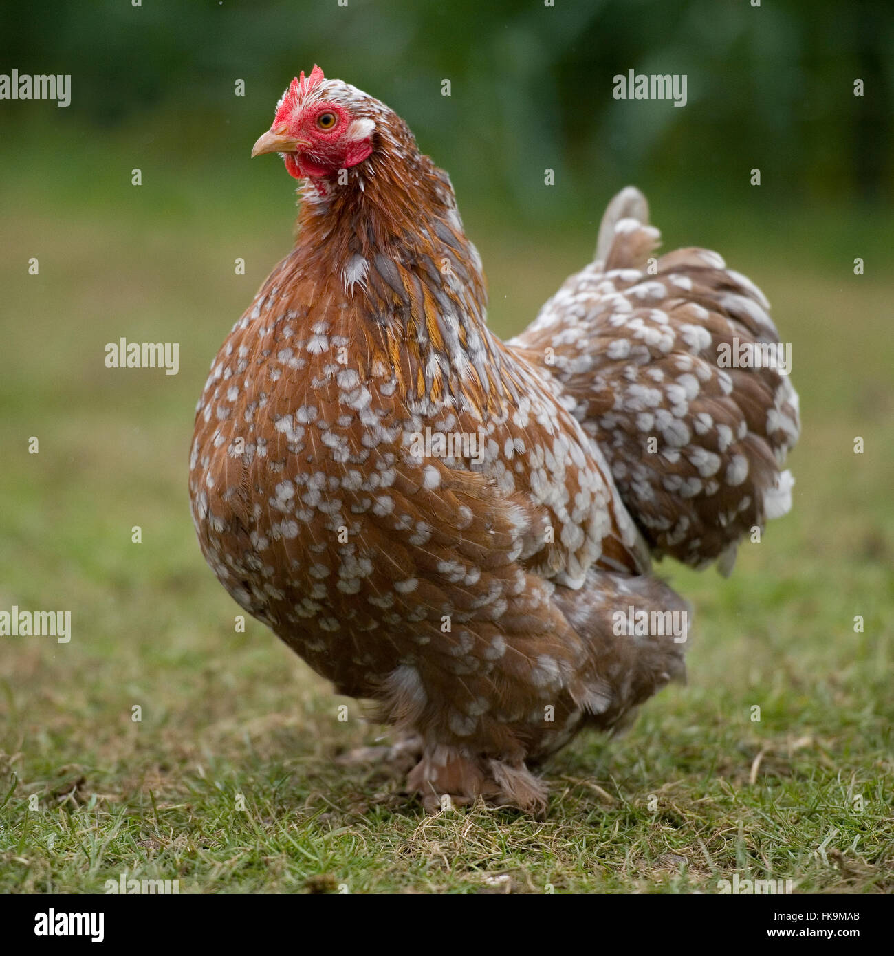 millefleurs pekin bantam chicken Stock Photo