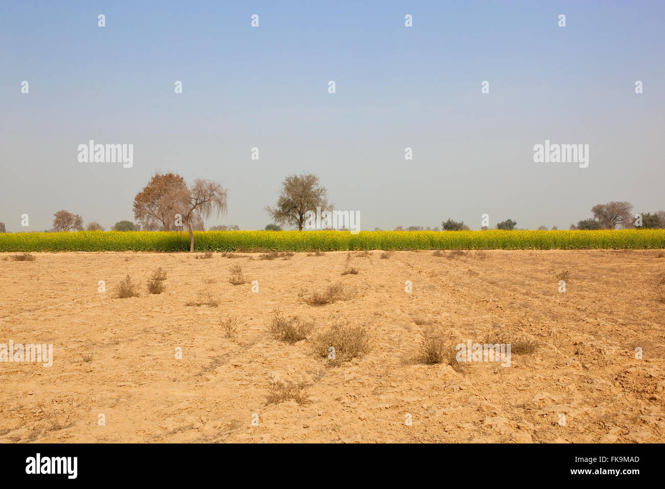 Bright yellow mustard flowering in the arid landscape of Abohar rural of Ferozepur district in Rajasthan, North India. Stock Photo