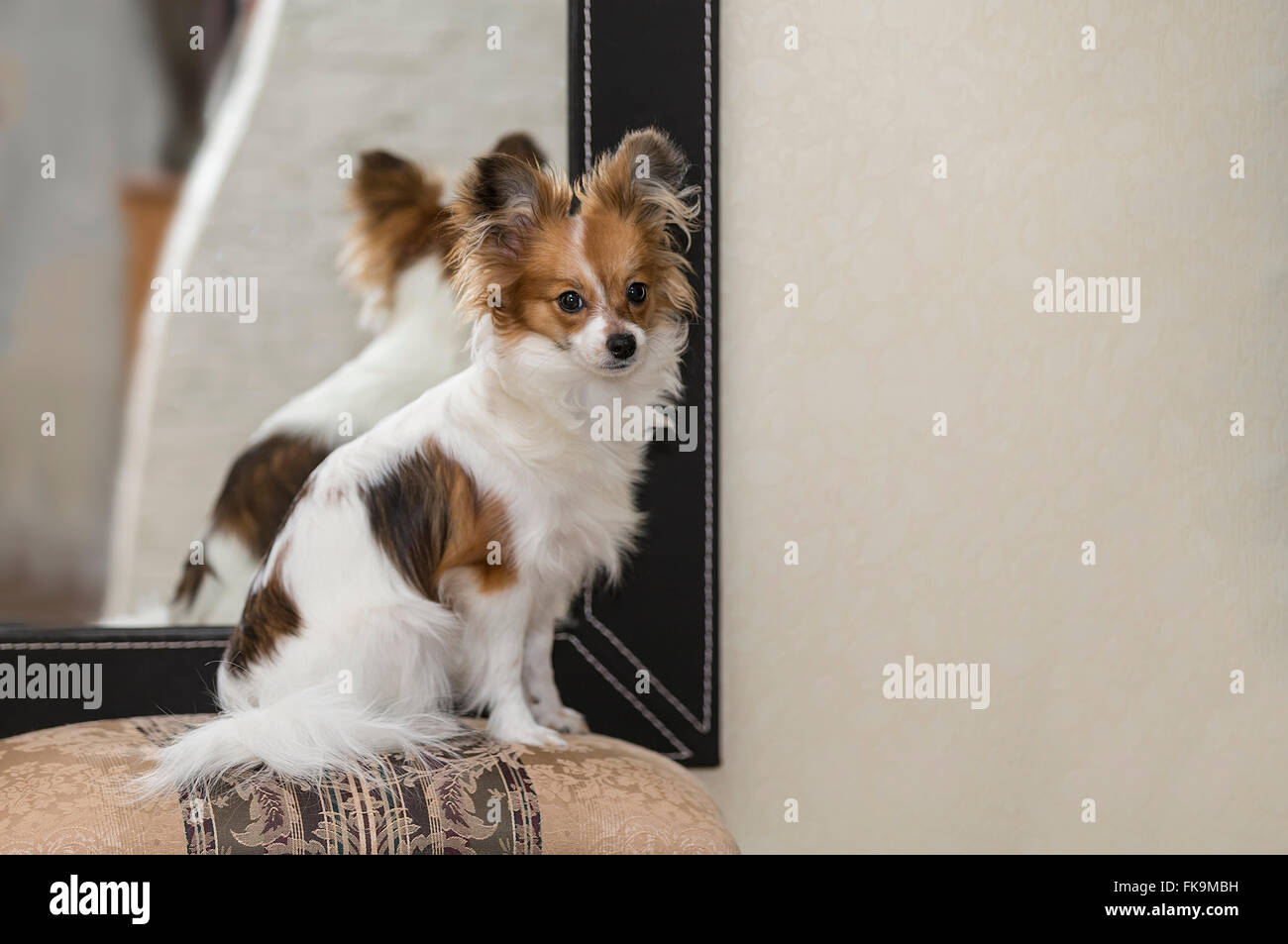 Papillon dog (Canis lupus familiaris) / Continental Toy Spaniel, Butterfly Dog Stock Photo
