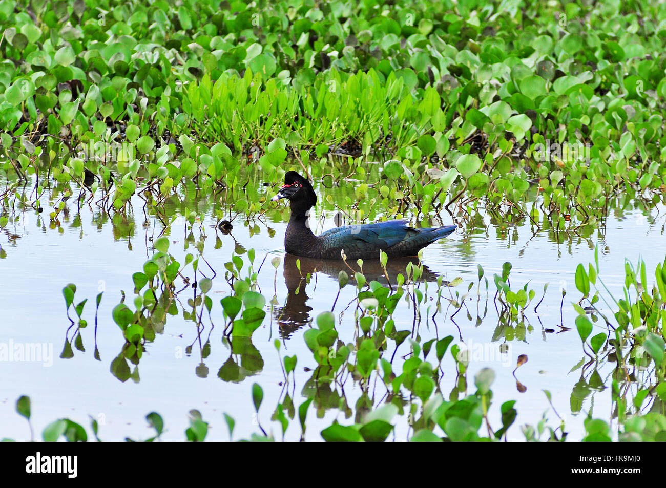 Wild Duck - cairina moschata - in the Pantanal of Pocone - MT Stock Photo