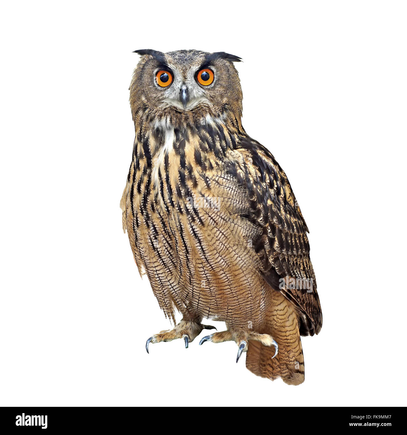 closeup of beautiful great owl isolated on white background Stock Photo