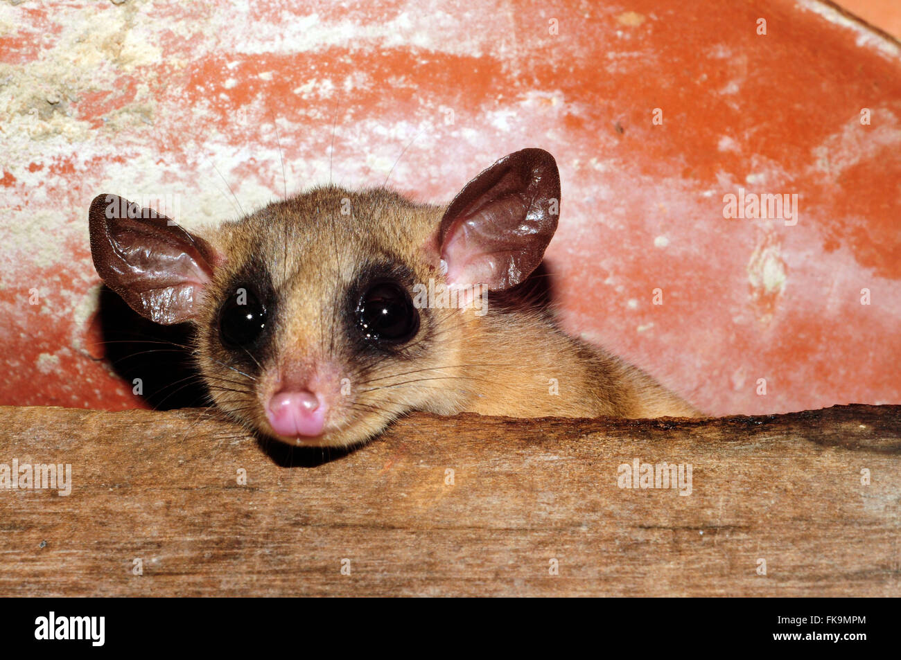 Cuica-graceful - known as quaint or guaiquica - agilis Gracilinanus Stock Photo