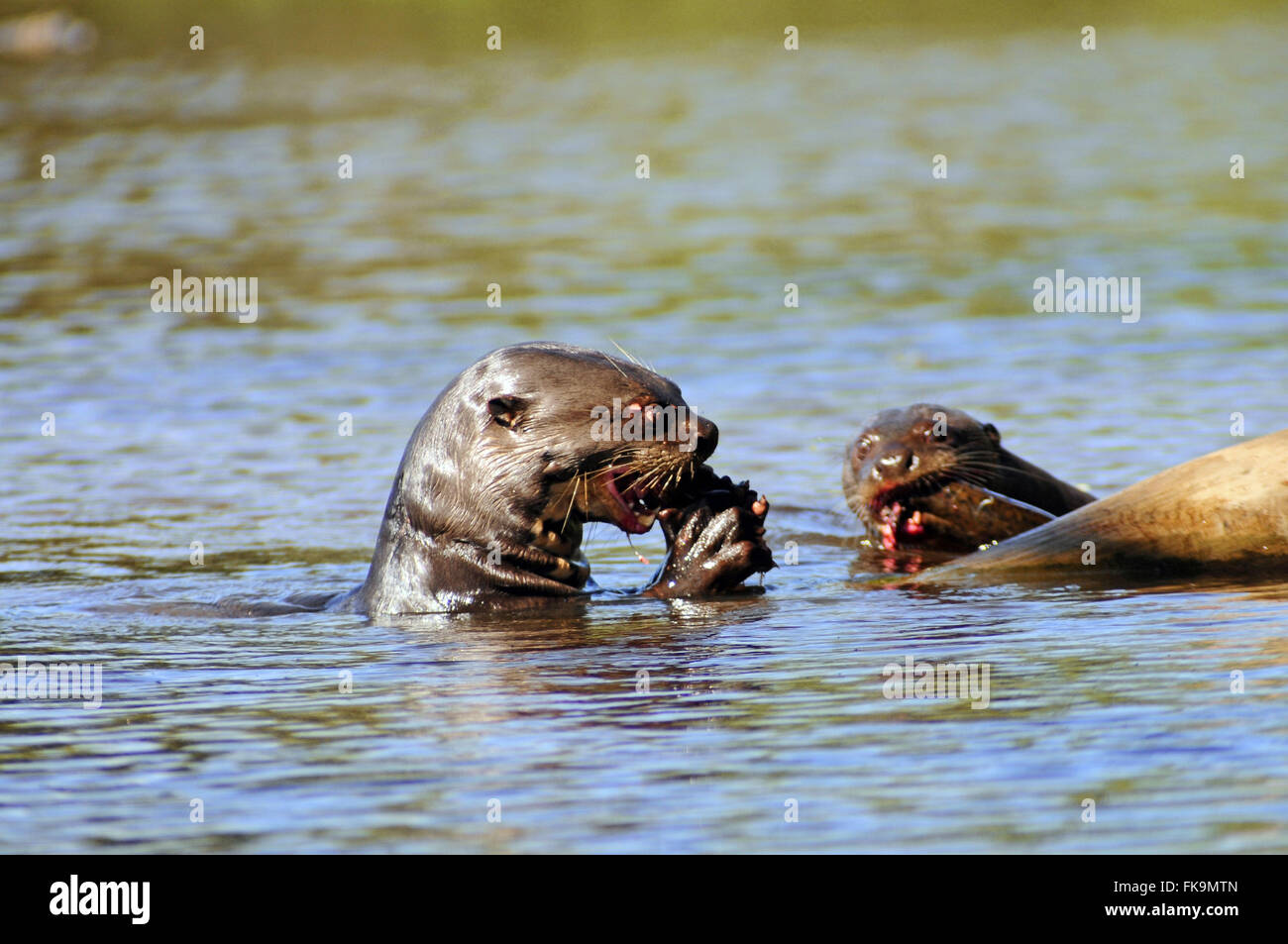 Muçum otters eating fish in the Pantanal of Pocone - Pteronura brasiliensis Stock Photo