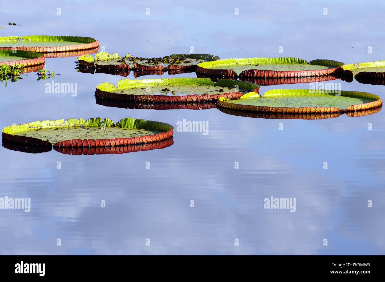 Water lilies in the Pantanal of Pocone - Victoria amazonica Stock Photo