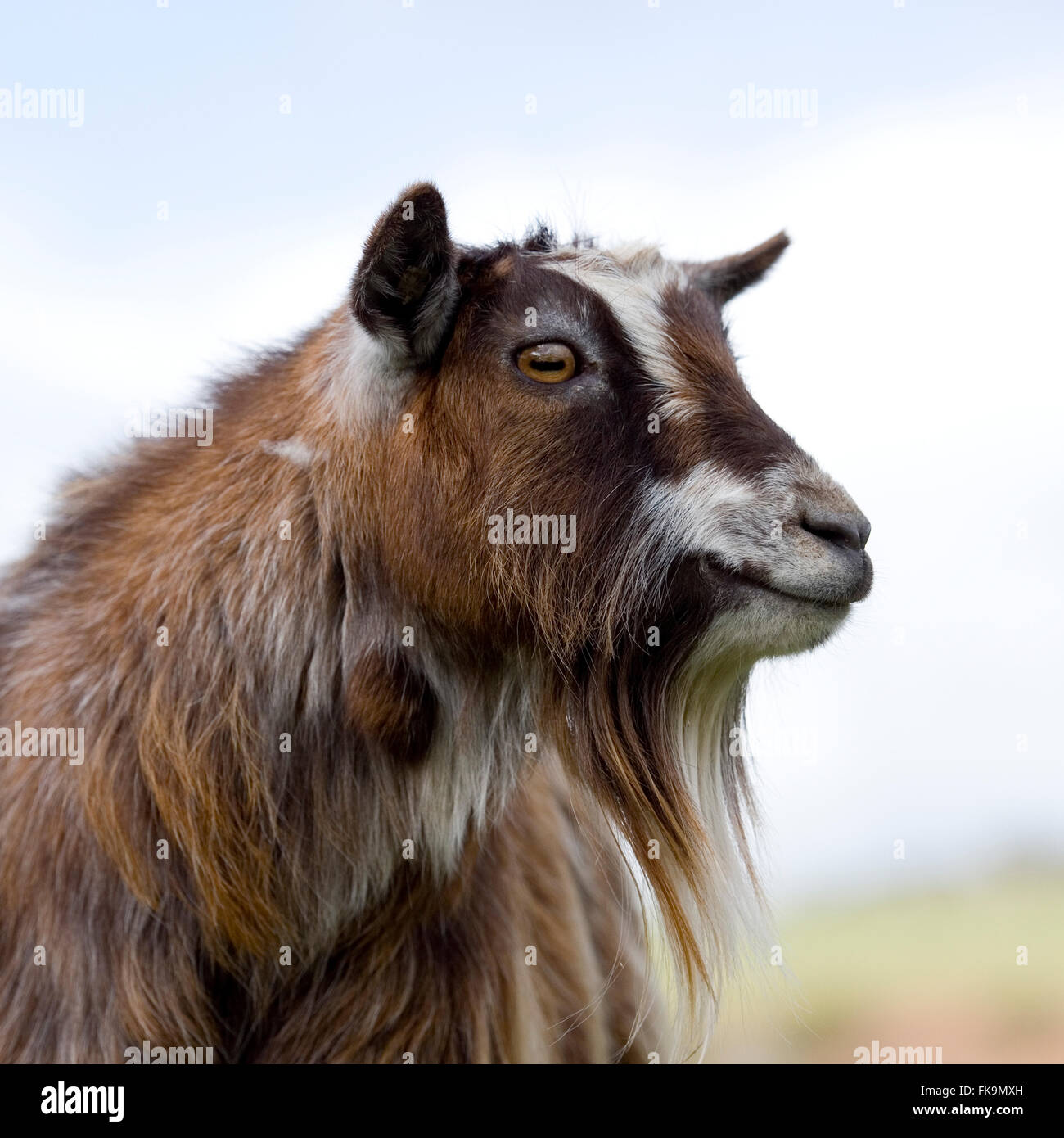 pygmy goat Stock Photo