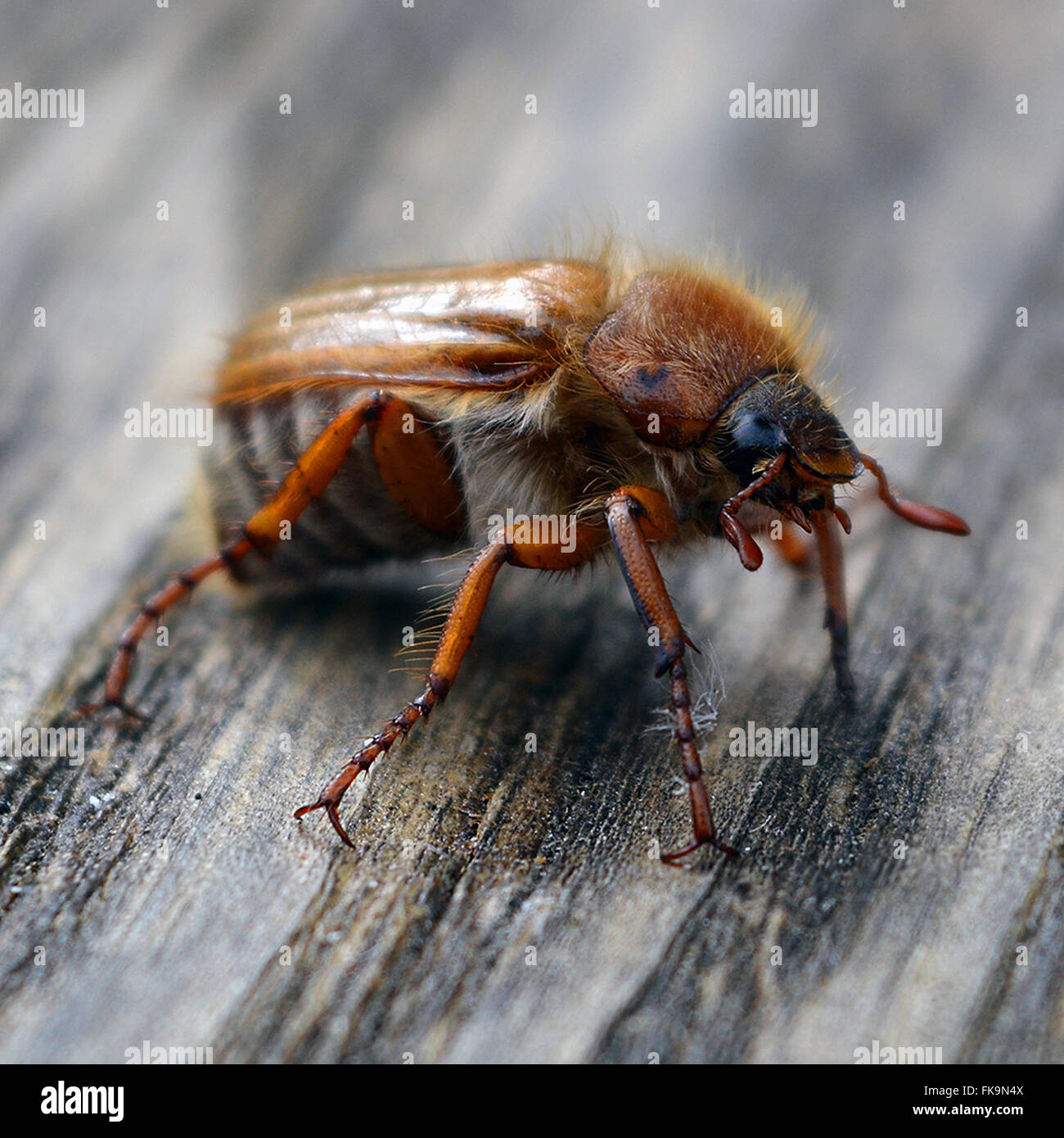 Biomimetics hi-res stock photography and images - Alamy