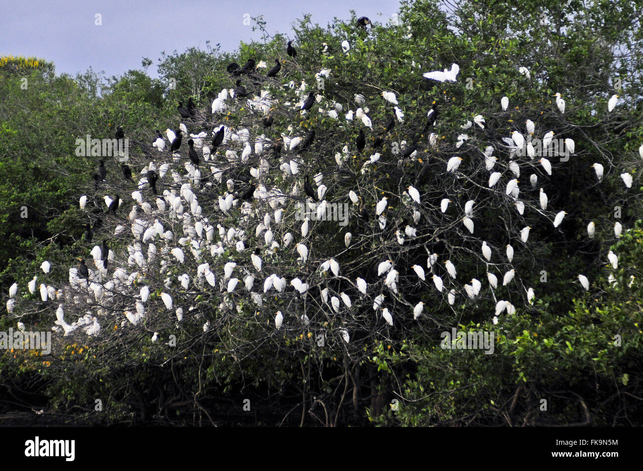 Flock of cormorants perched Garcas and late afternoon - Baia Sia Mariana Stock Photo