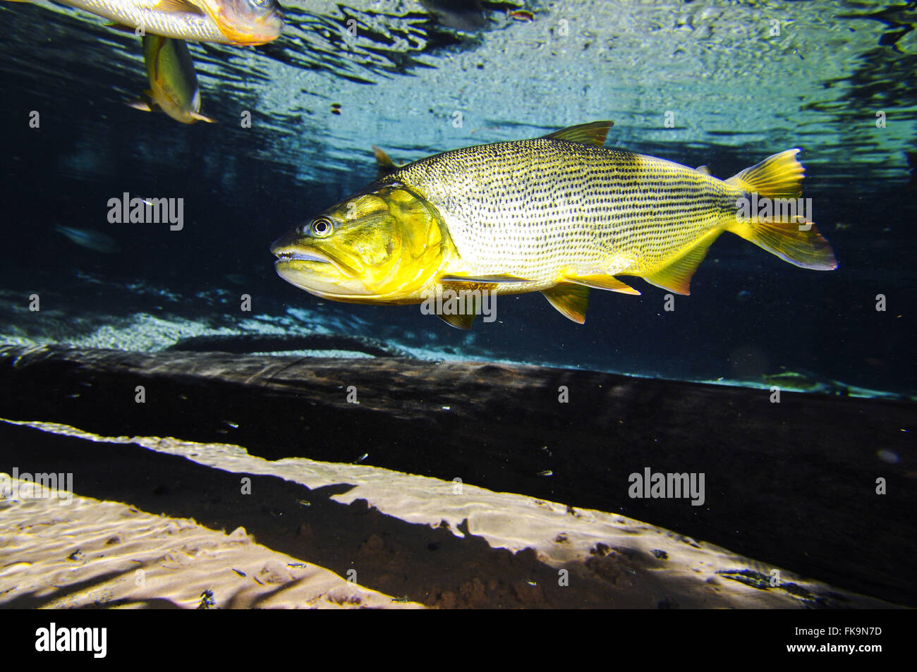 Gold - Salminus brasiliensis - swimming in the River Plate Basin Stock Photo