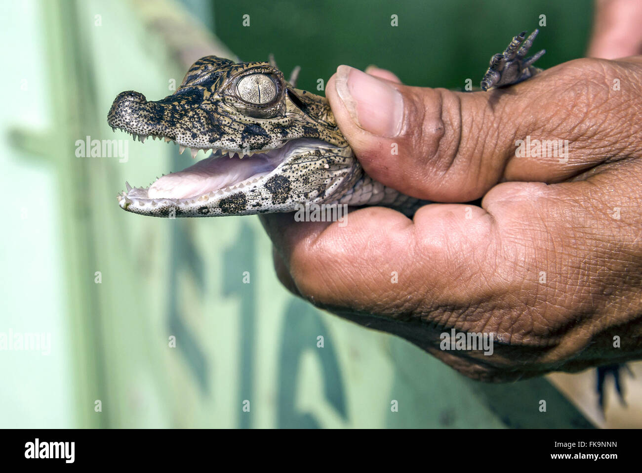 Newborn puppy in hand creator of broad-snouted caiman Stock Photo
