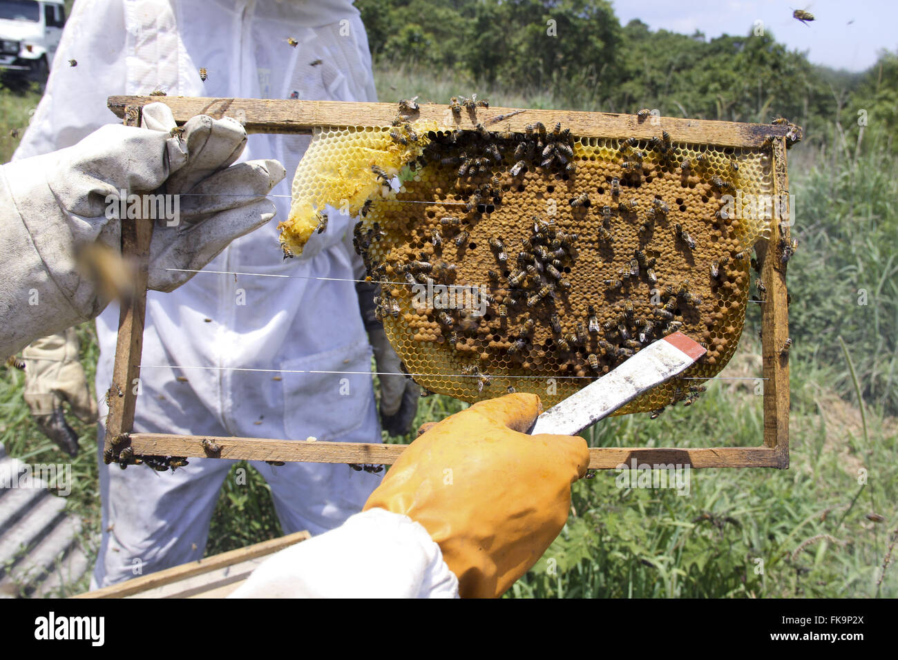 Beekeeping in the neighborhood Verava - rural Ibiuna - inside Sao Paulo Stock Photo