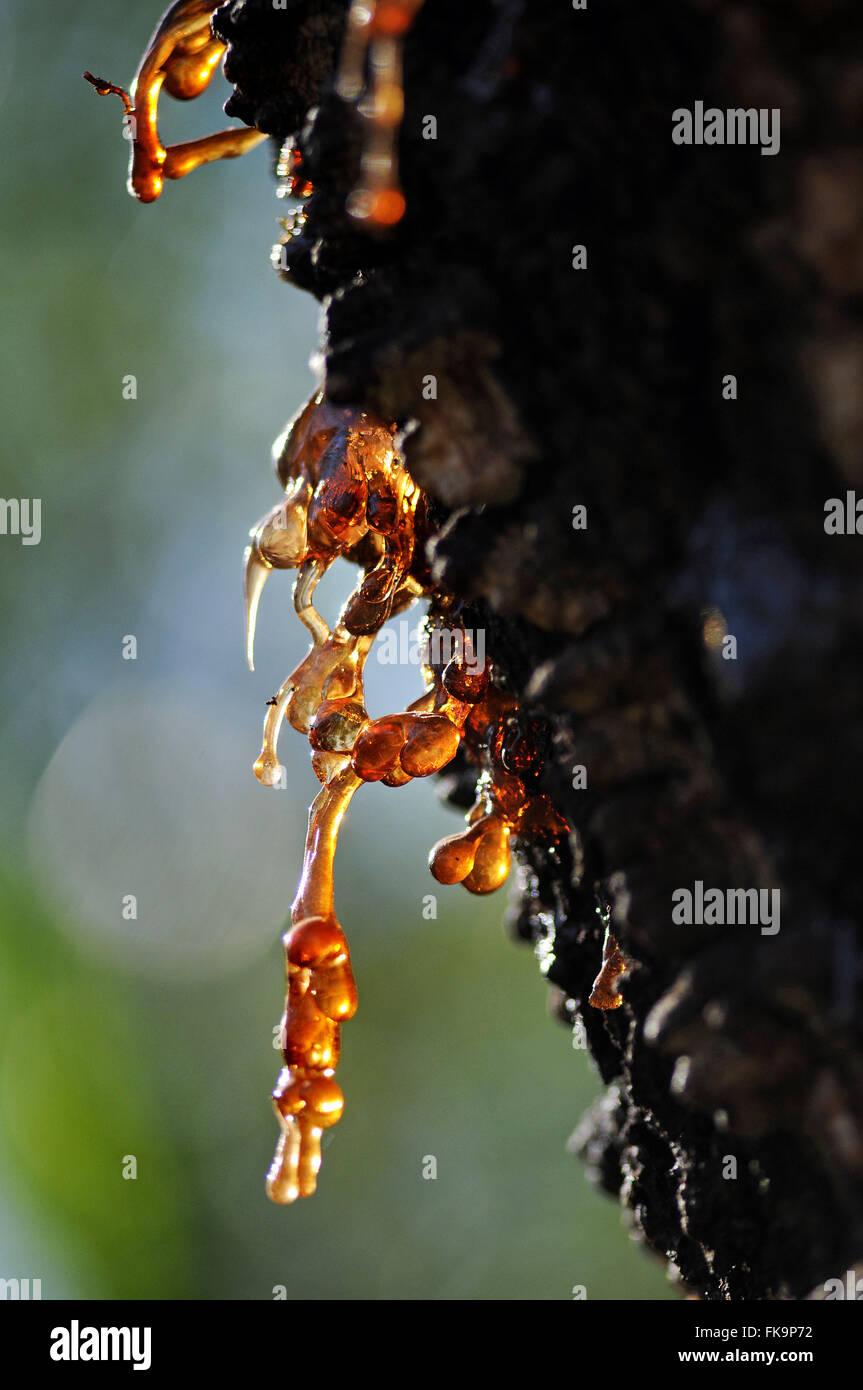 Resin Tree High Resolution Stock Photography and Images Alamy