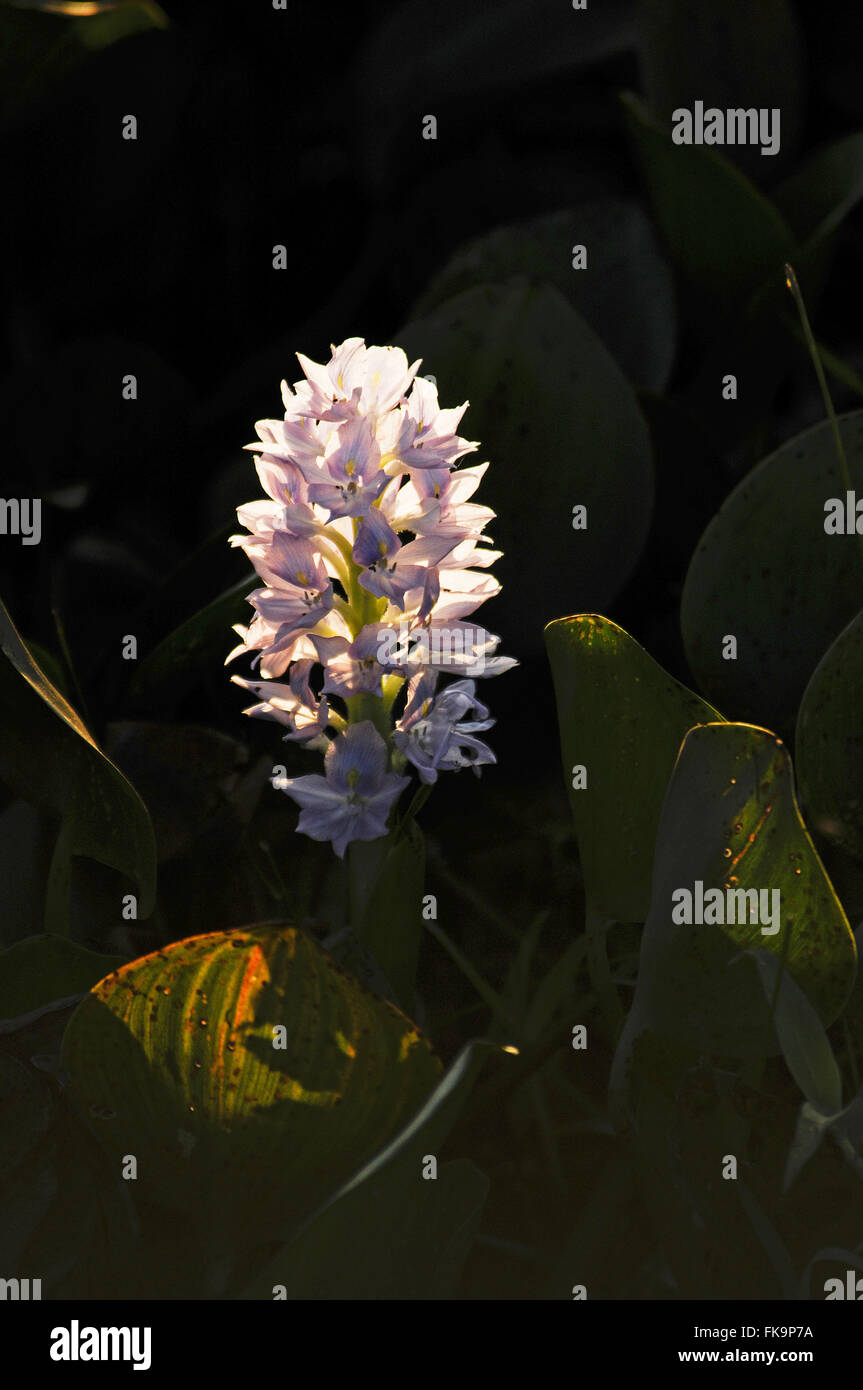 Flower aguape - Eichhornia azurea - Aquatica abundant in the Pantanal Stock Photo