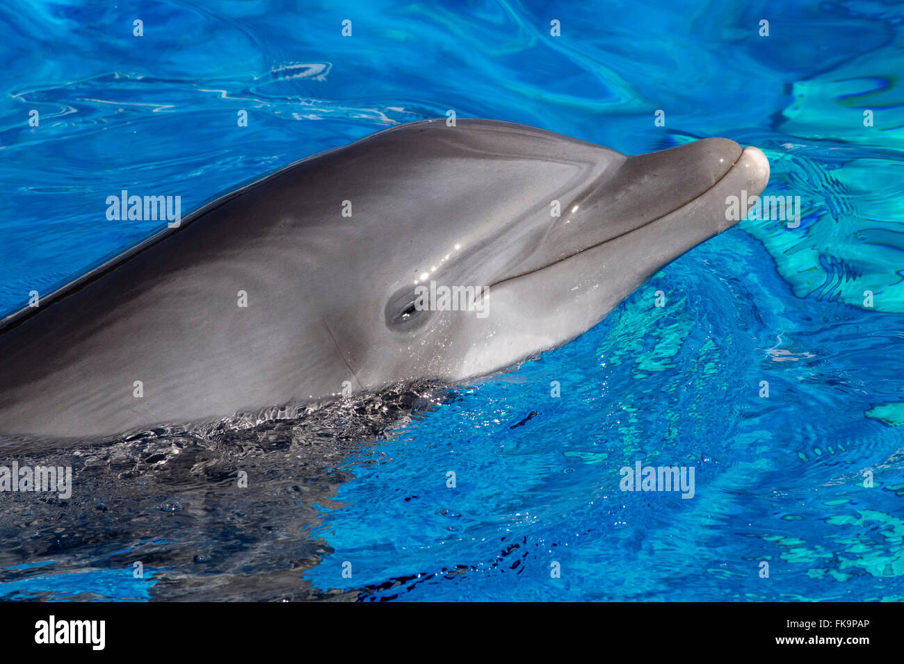 An Atlantic Bottle-Nosed Dolphin Stock Photo - Alamy