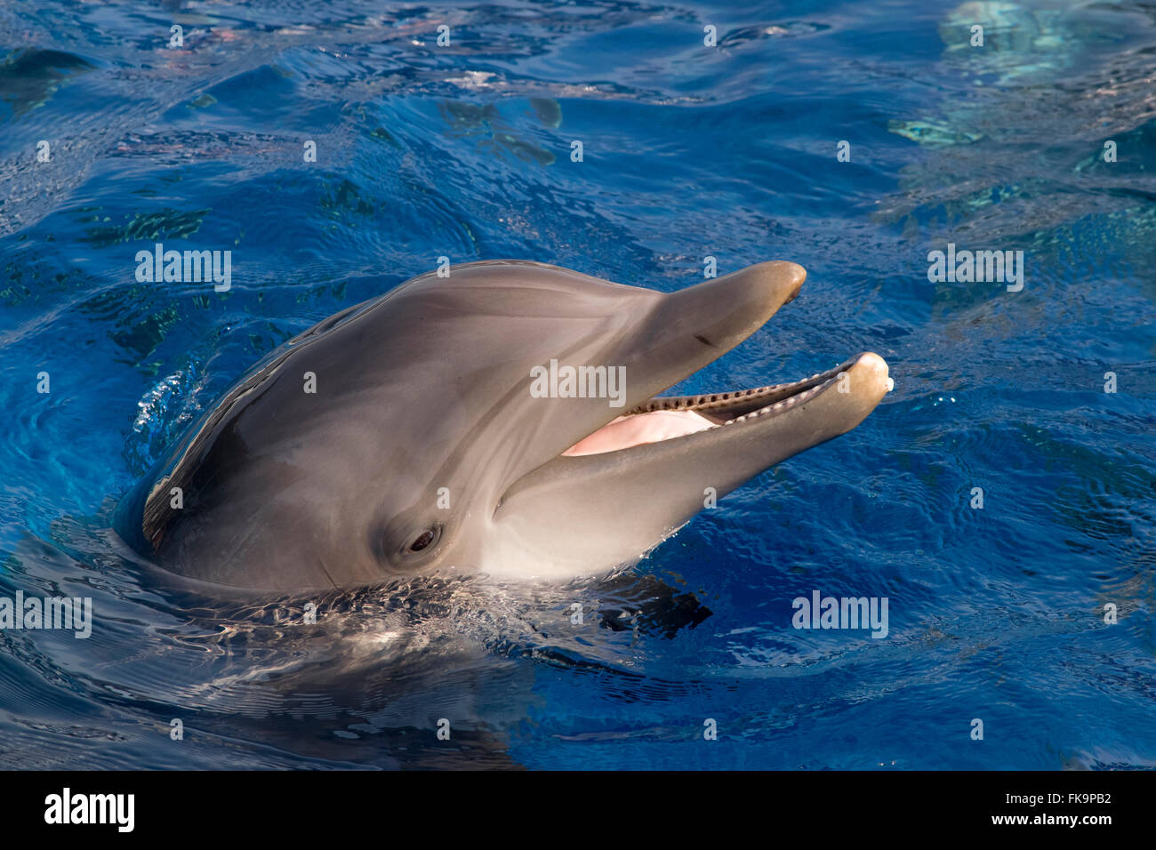 An Atlantic Bottle-Nosed Dolphin Stock Photo - Alamy
