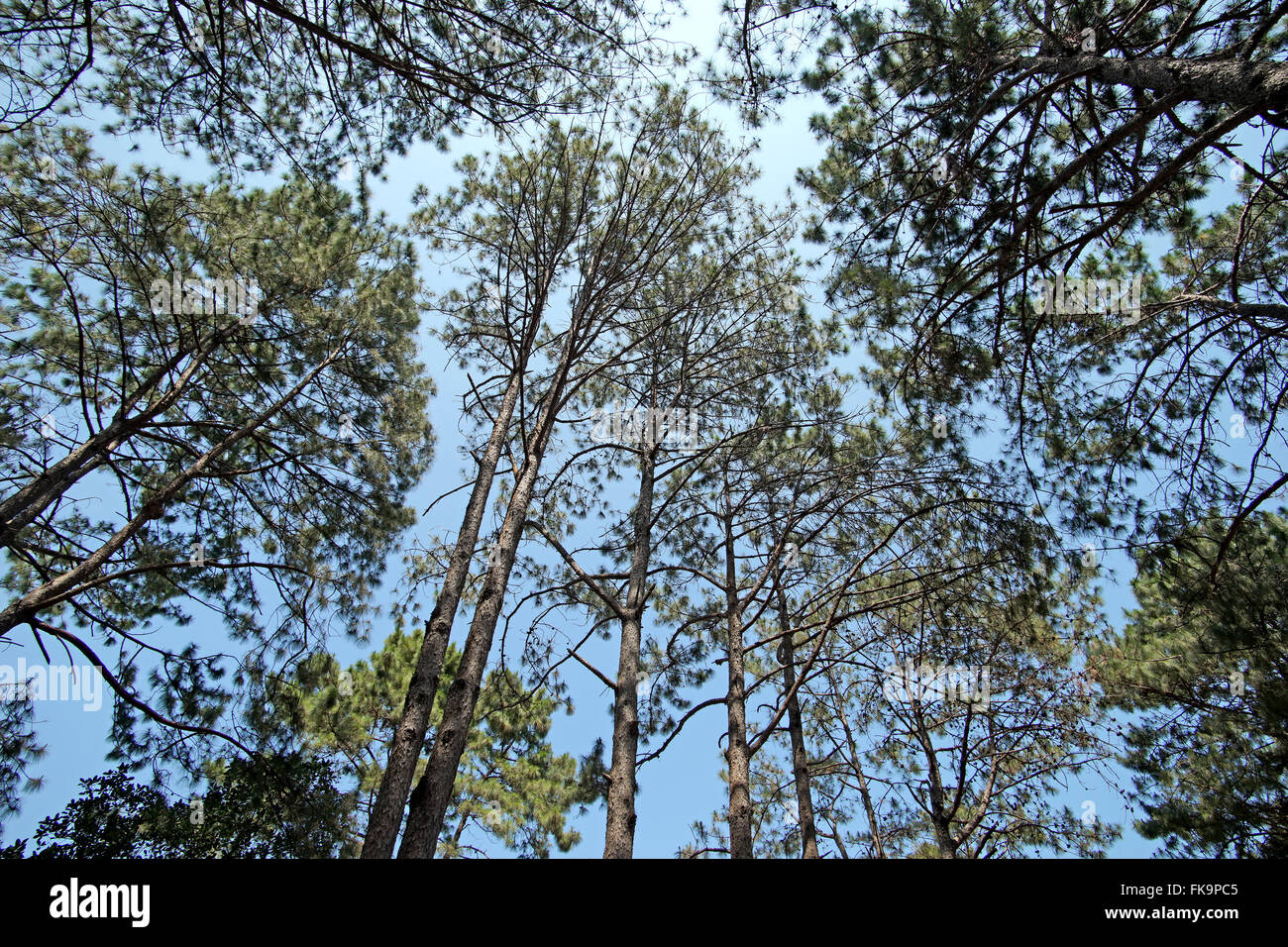 green pine tree forest with beautiful sky background Stock Photo - Alamy