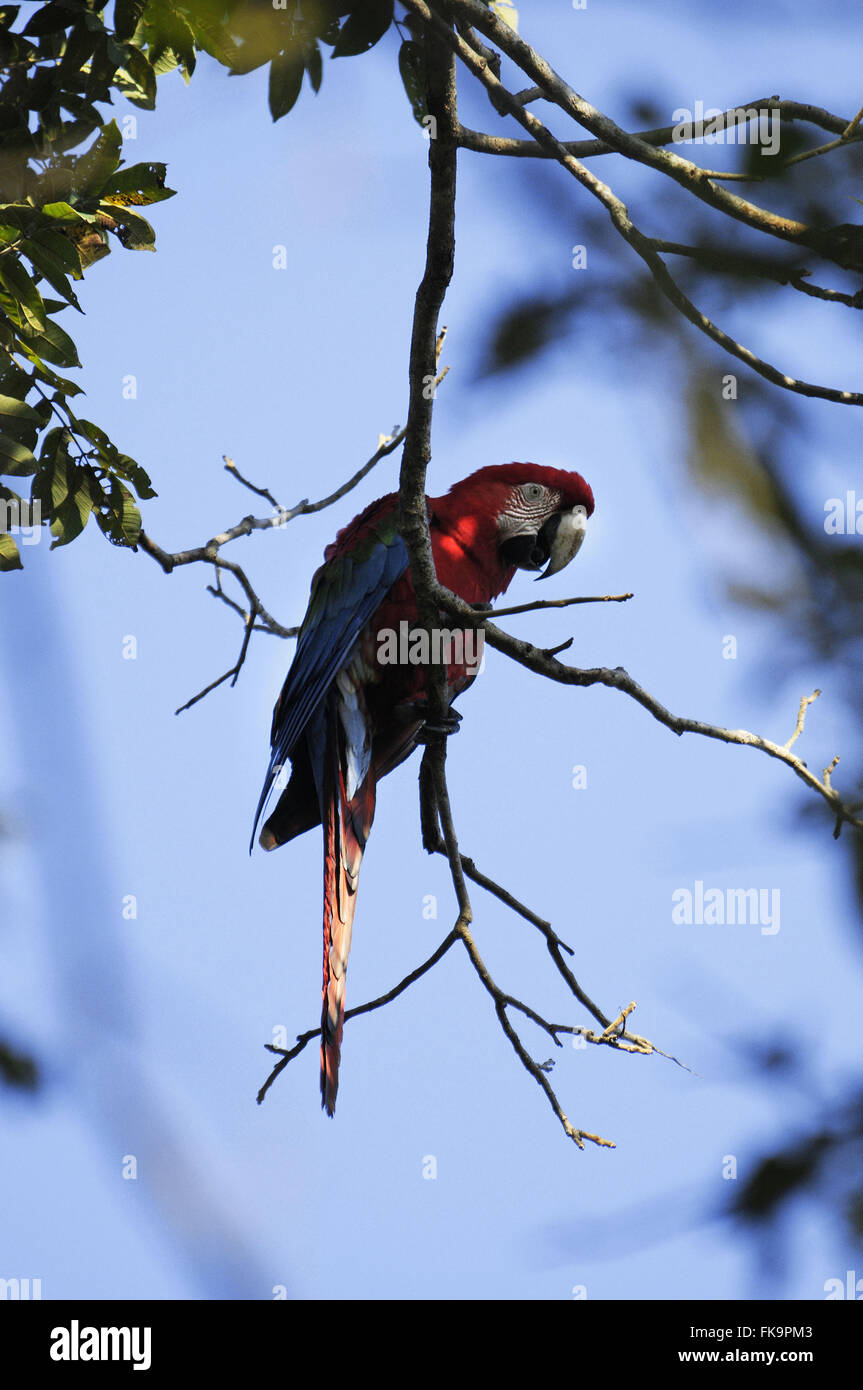 Scarlet Macaw Large - Ara chloropterus - in Pantanal Stock Photo