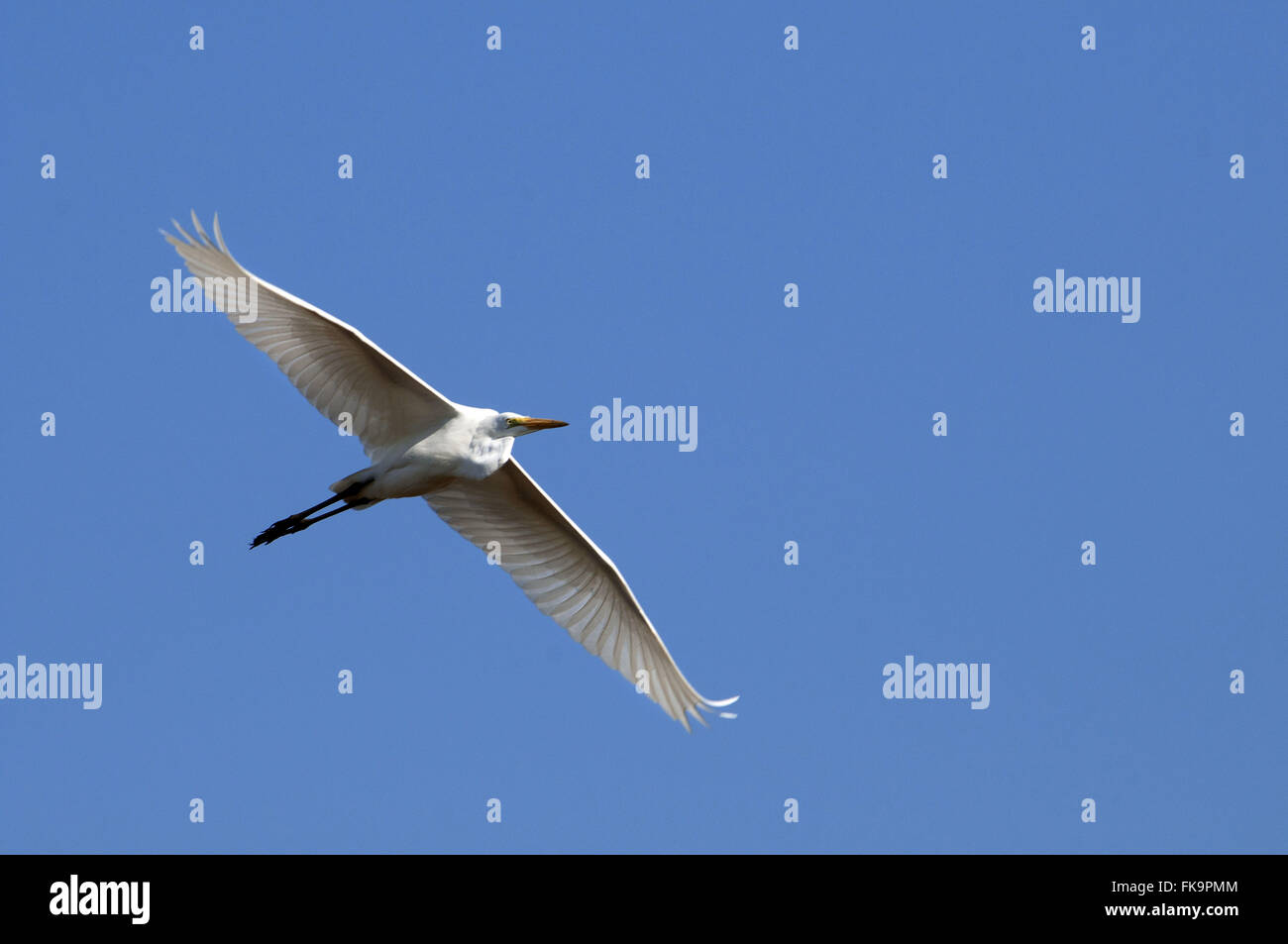 Egret flying in the Pantanal - Egretta thula Stock Photo