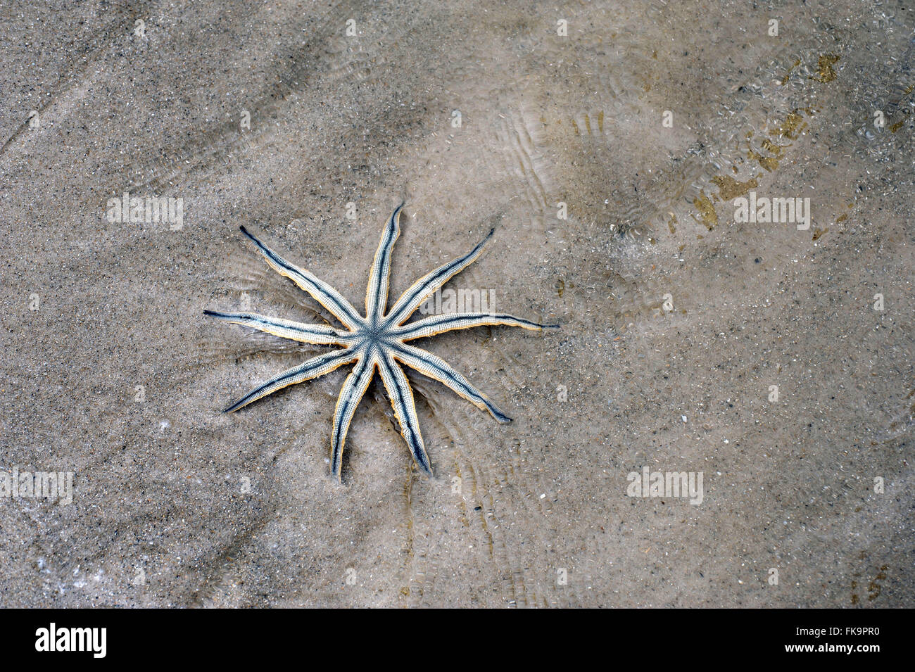 Star starfish nine arms - Luidia senegalensis Stock Photo