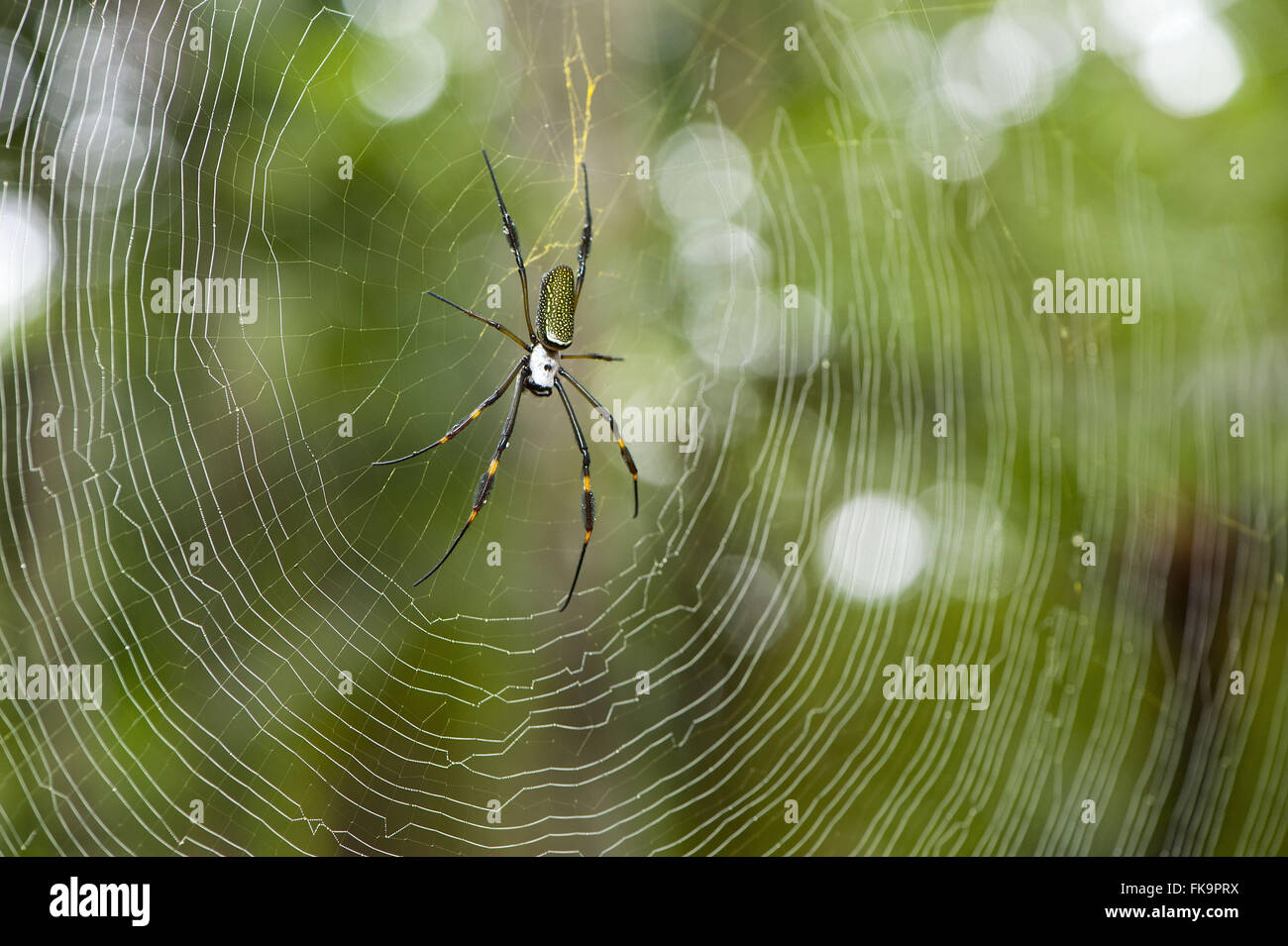 Spider in web - Nephilengys cruentata Stock Photo