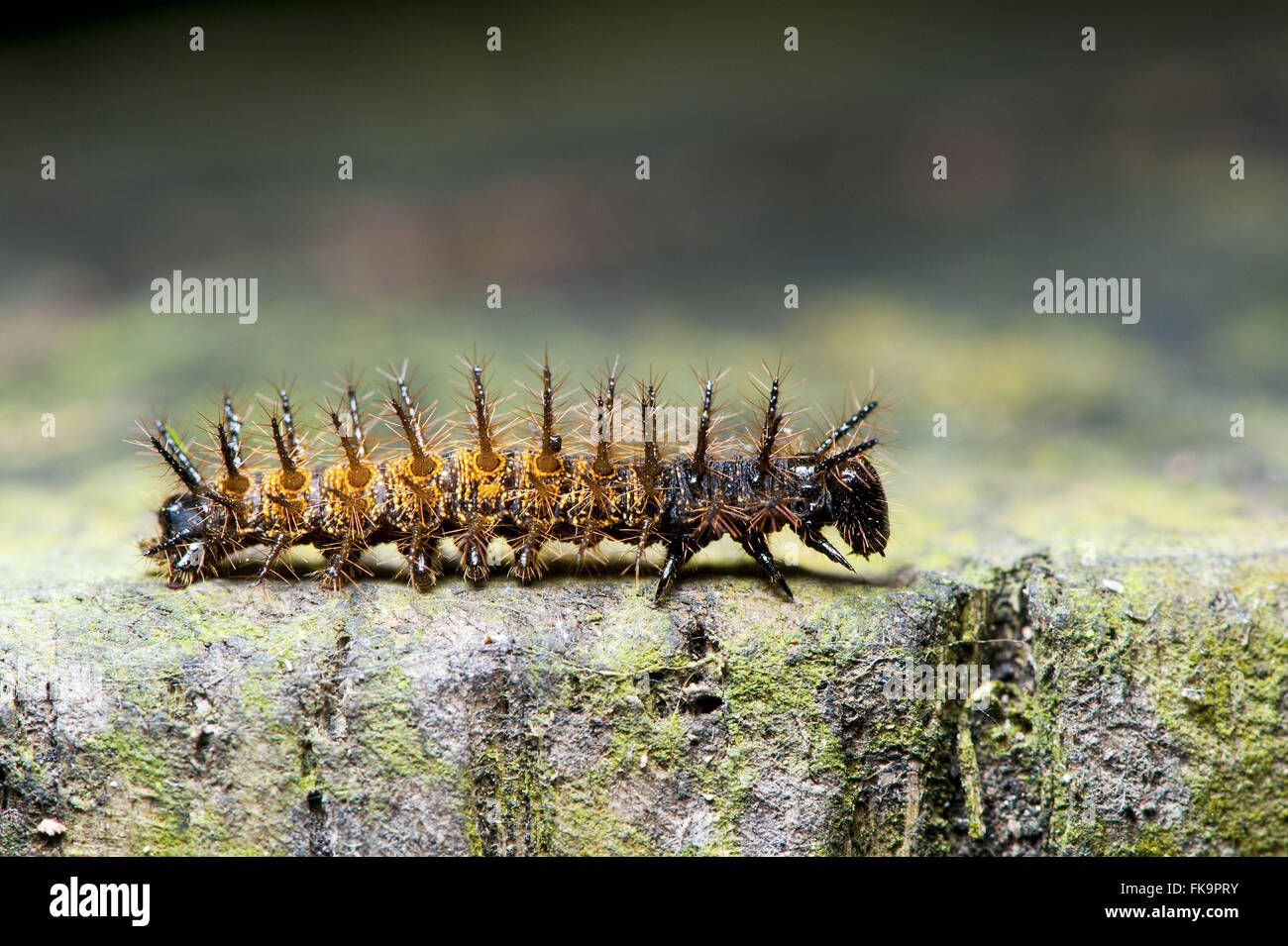 Stinging caterpillar on twig Stock Photo - Alamy