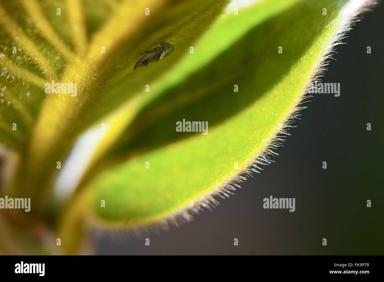 Detail of the leaf Pequi - Caryocar brasiliensis Stock Photo