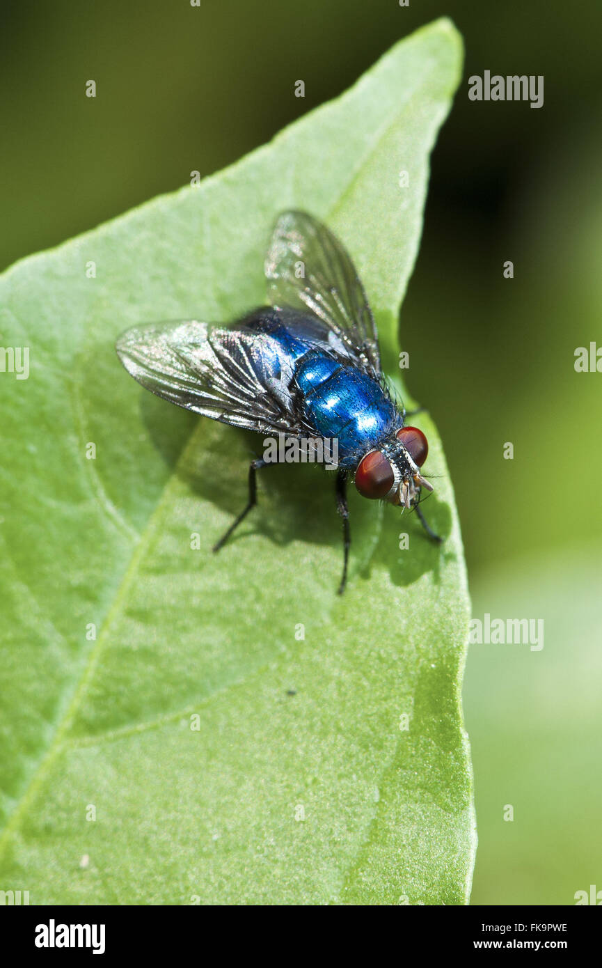 Blowfly - Lucilia sericata Stock Photo