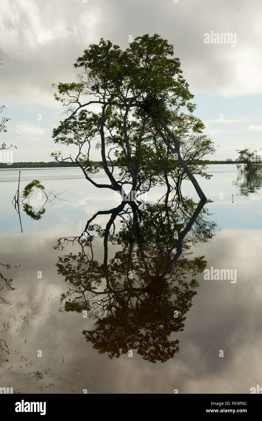 tree in flooded area in Rio Negro Stock Photo