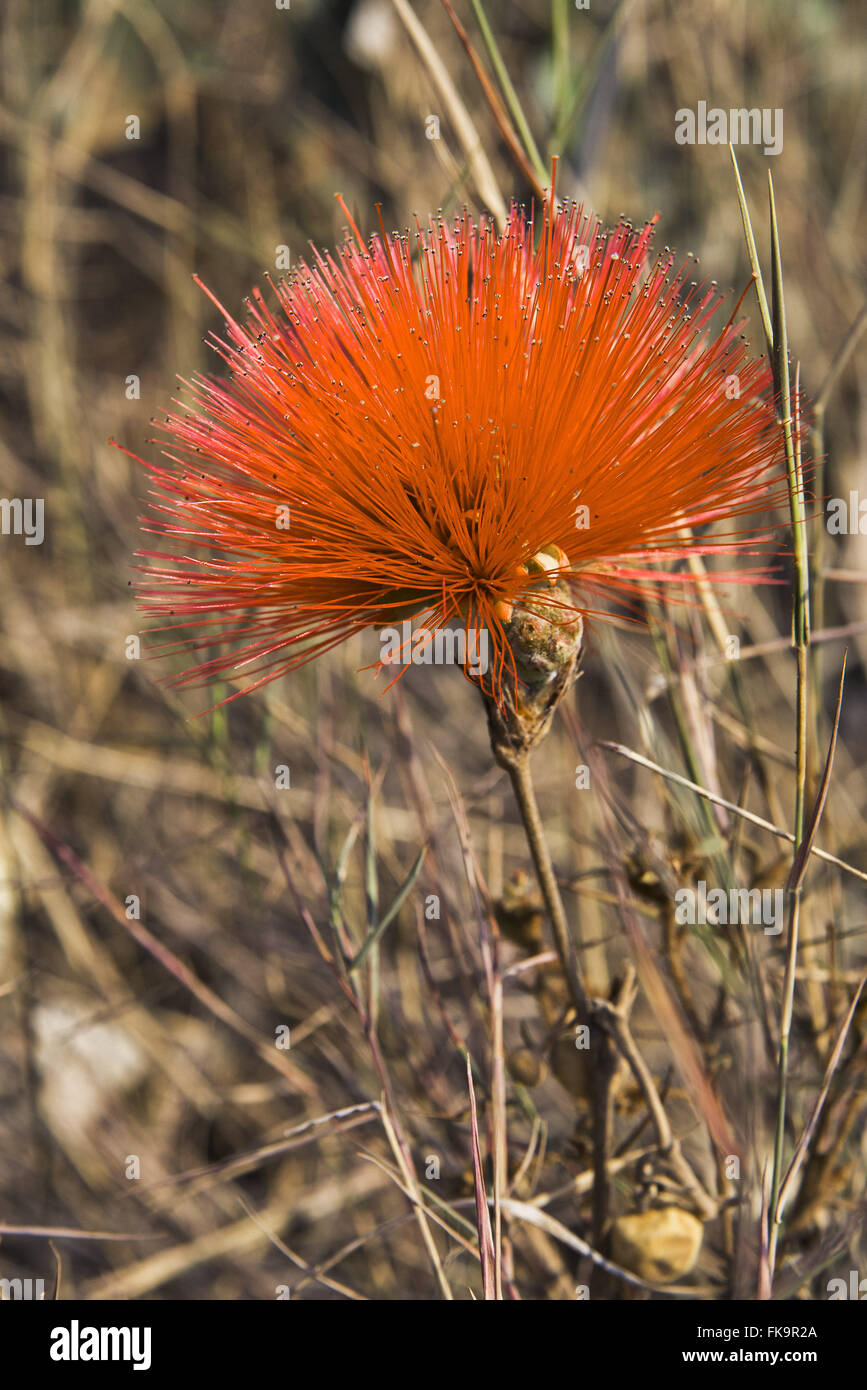 Flower-of-savannah - Calliandra dysantha - flower symbol of the cerrado - also known as caliandra Stock Photo
