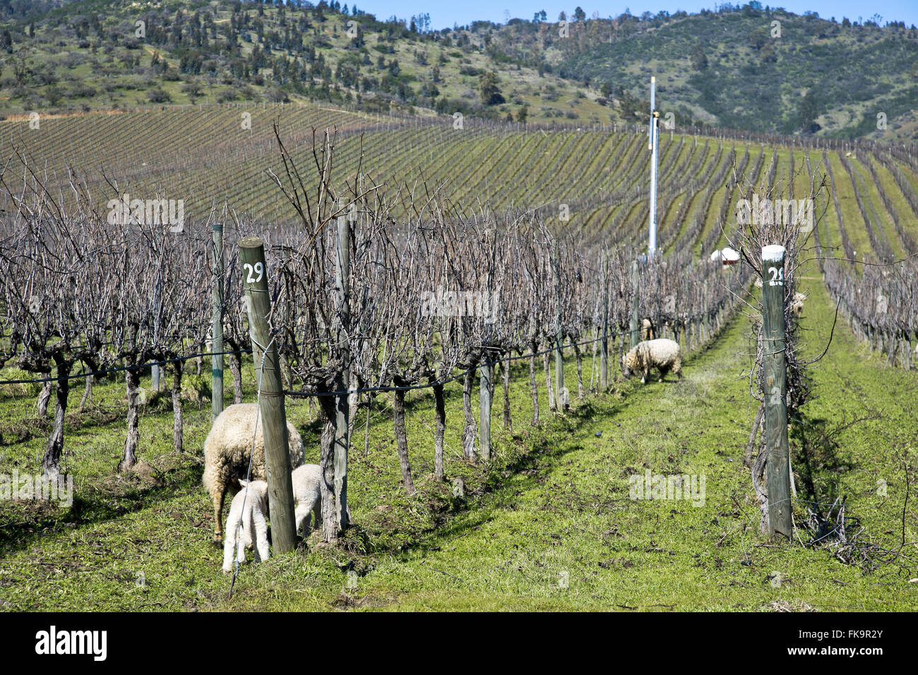 Sheep used to control pests in organic plantation of grape Stock Photo