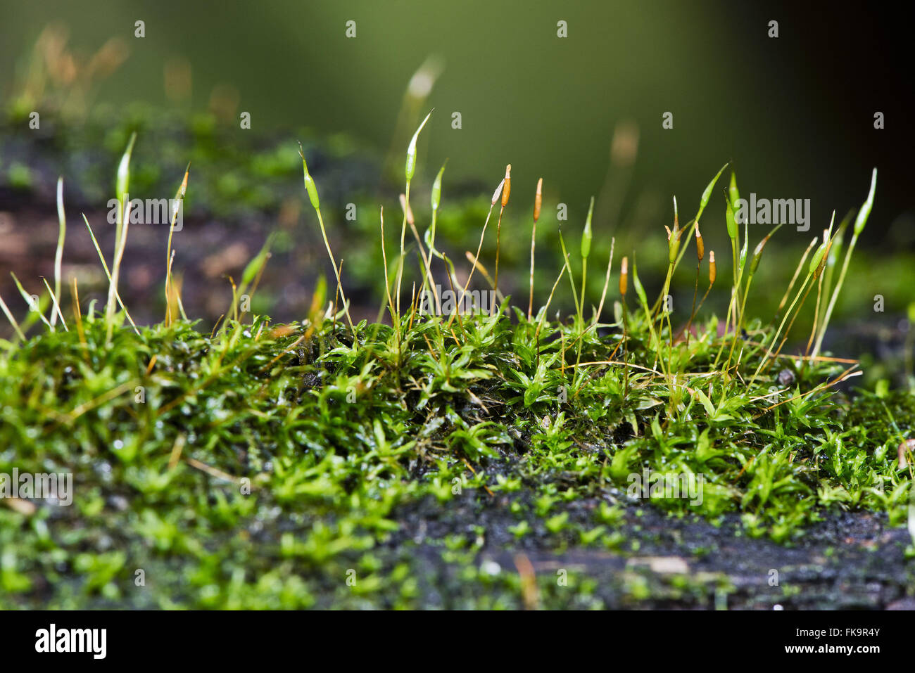 Reproductive Moss with esporofito - Sphagnum sp Stock Photo