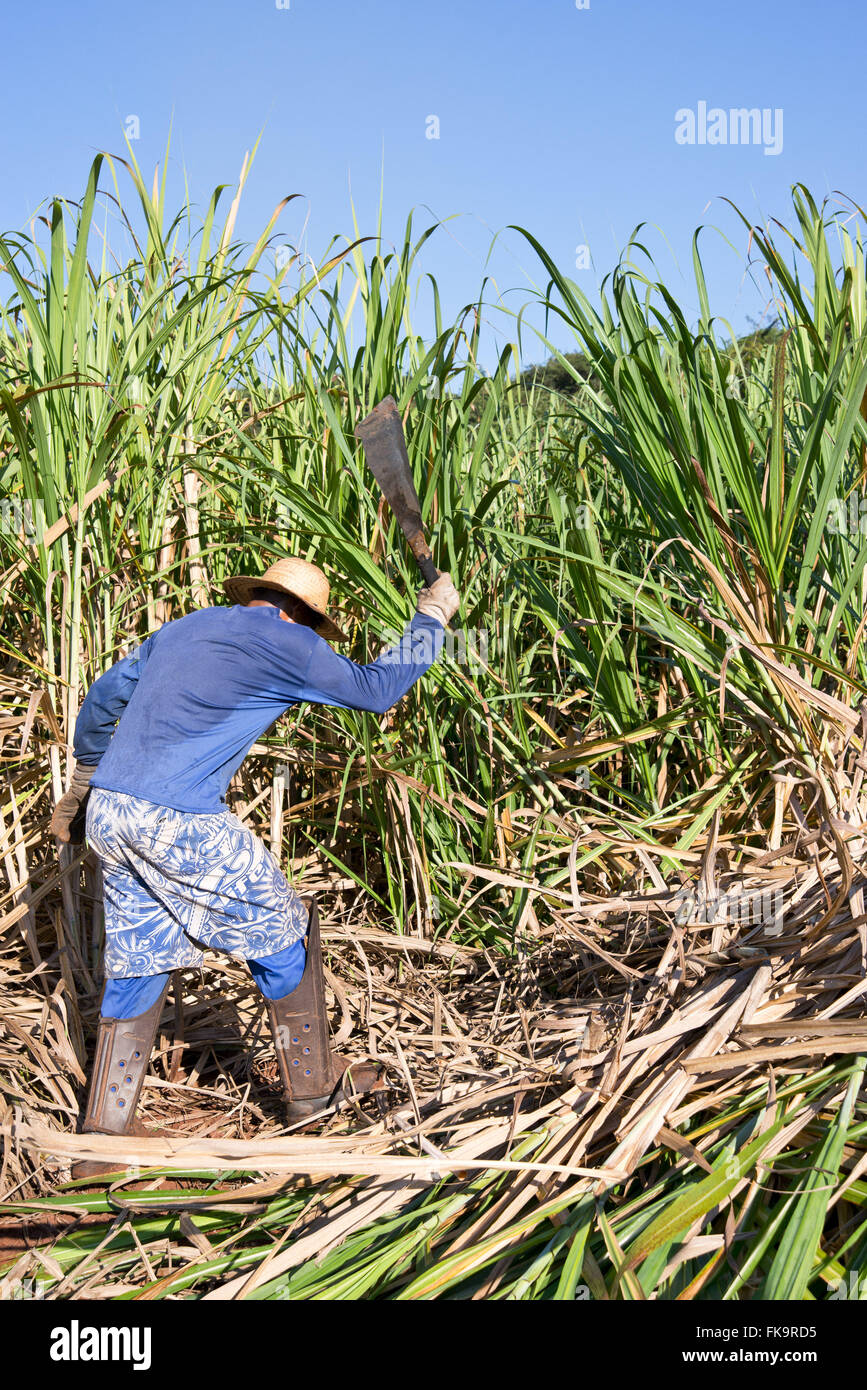 Plantation of cane sugar with rural worker activity - cane cutter Stock Photo