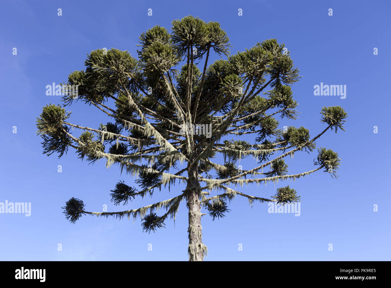 Araucaria in Santa Catarina mountains Stock Photo