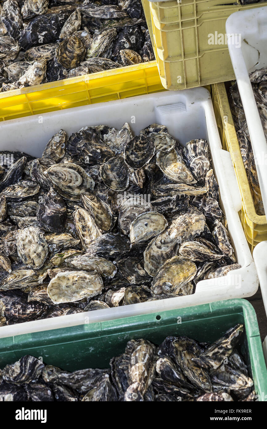 Mariculture - marine farm with oyster farming and shellfish Stock Photo