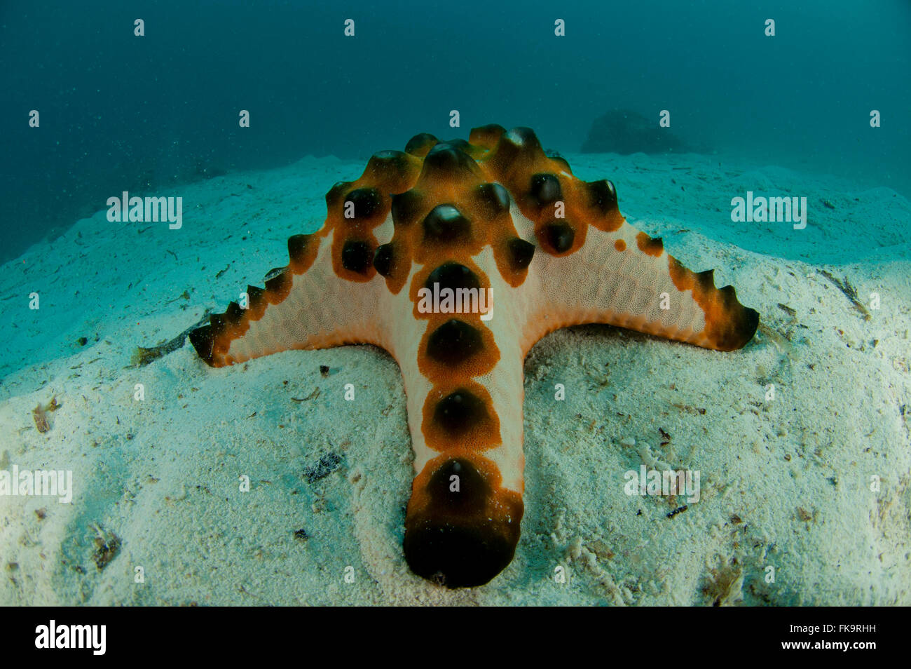 Choc chip starfish (Protoreaster nodosus) on white sandy area. Stock Photo