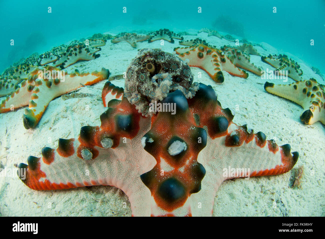 Blue-ringed octopus (Hapalochlaena lunulata)  on a choc chip starfish (Protoreaster nodosus) on white sandy area. Stock Photo
